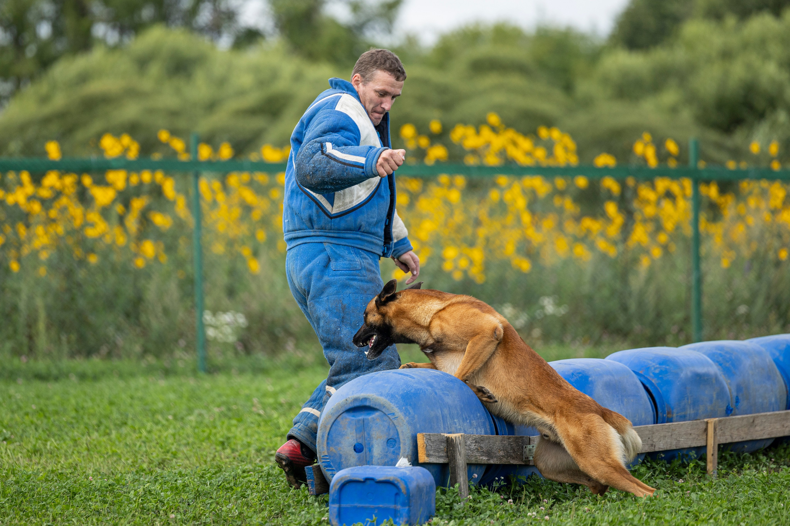 Соревнования по Мондьорингу г. Вологда 10-11.08.2024. Фотограф-анималист Анна Маринич