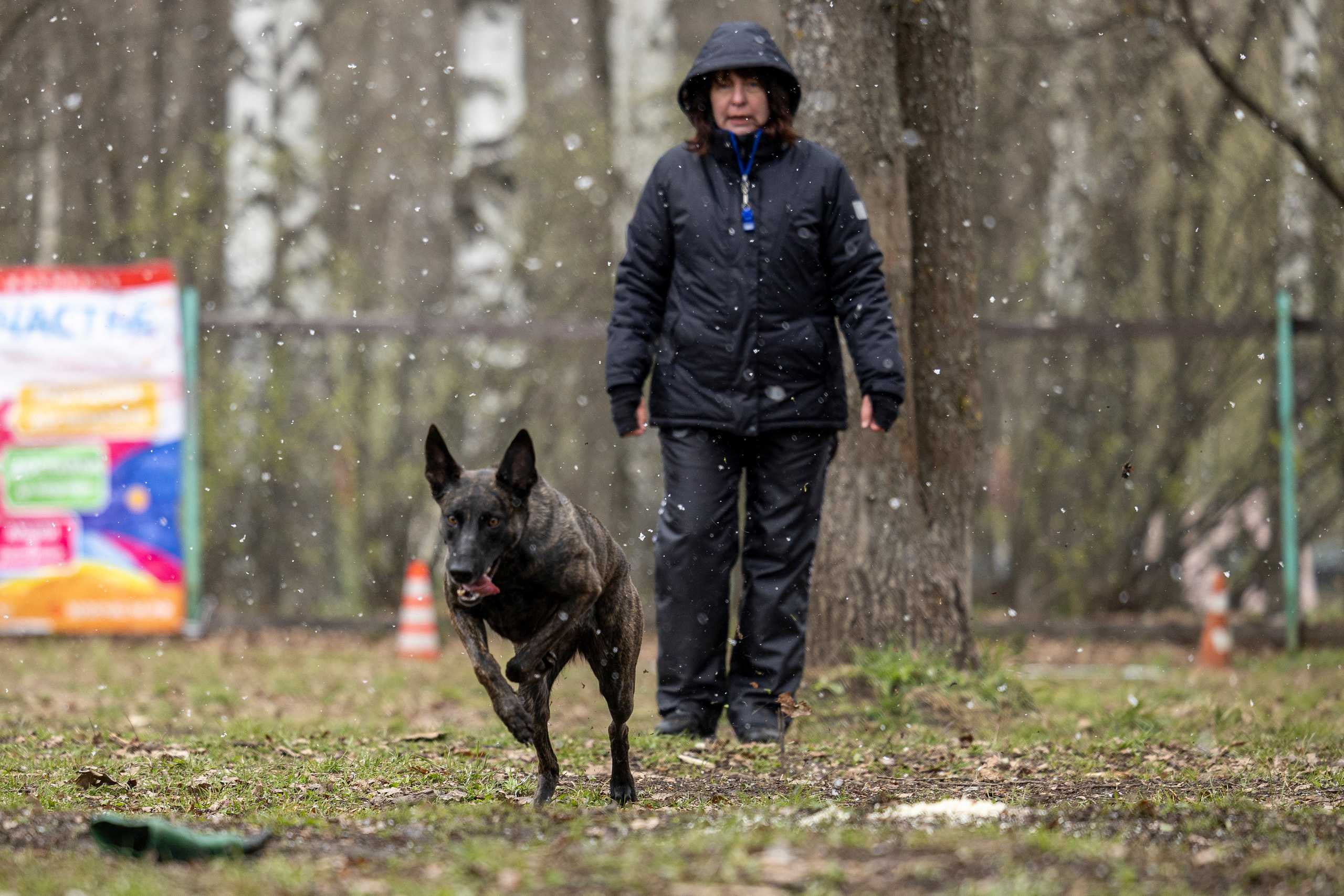 Квалификационные состязания по мондьорингу г. Вологда 11.05.24. Фотограф-анималист Анна Маринич