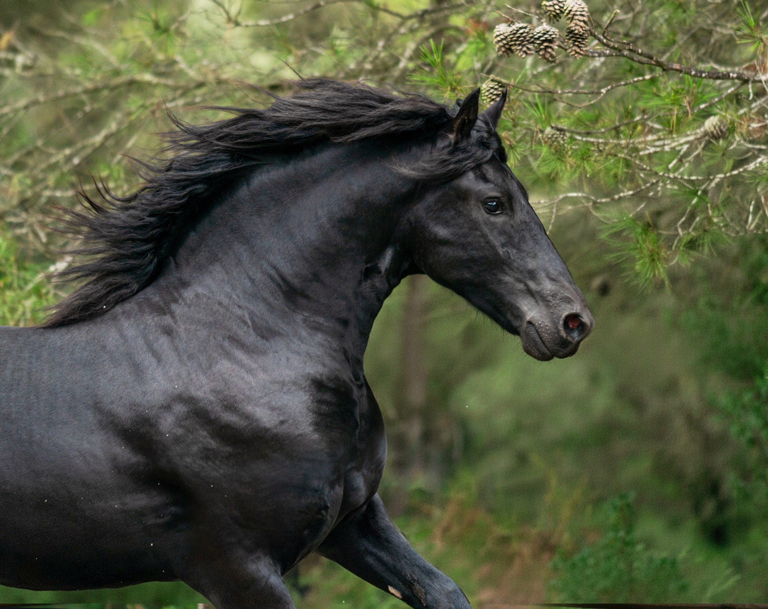 Фризский жеребец Rayven. 2 года. Продаётся. Friesian Alliance. Фризы Росиии