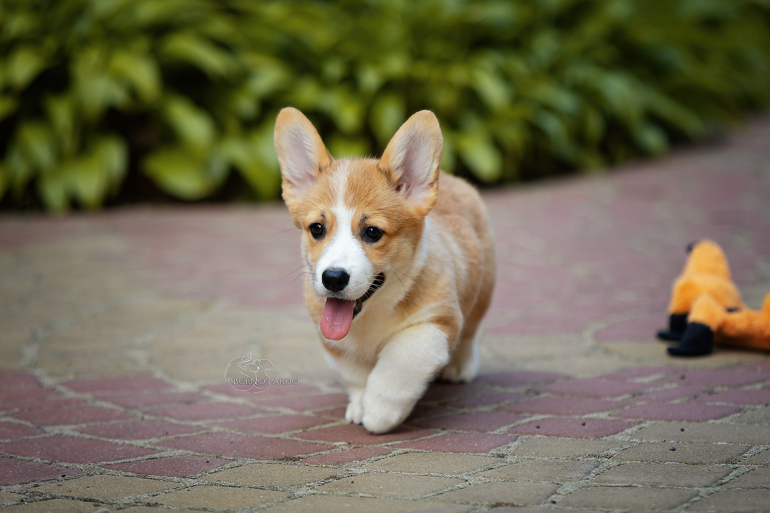 Щенки вельш корги пемброк из питомника. Питомник собак Акита, Хаски, Корги