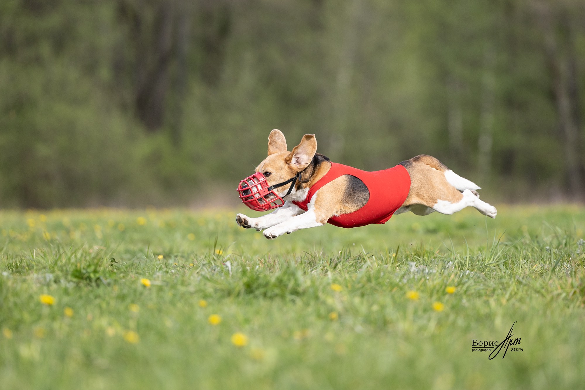 КУРСИНГ. Борис Артамонов фотограф — анималист. Москва