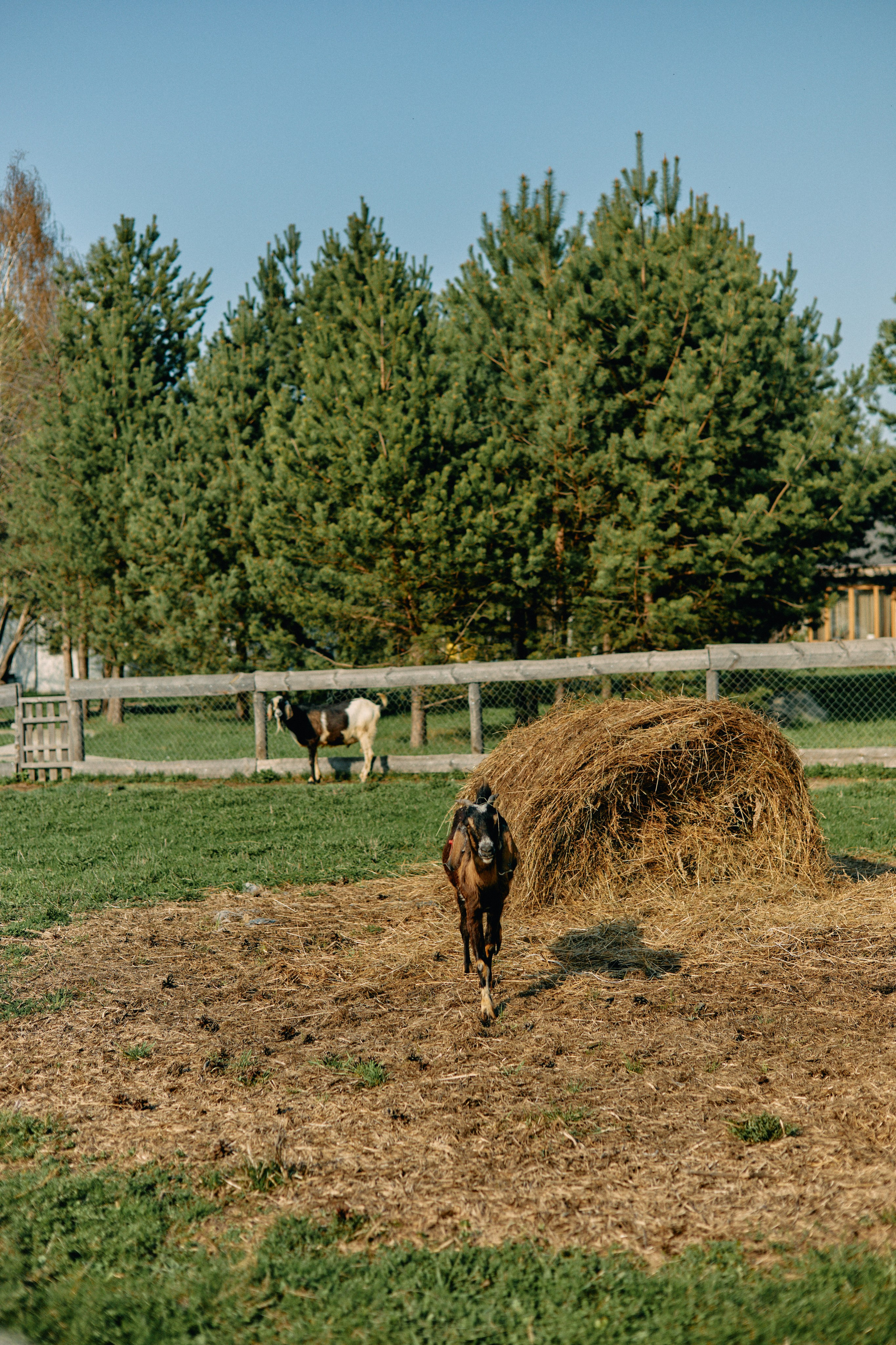 Бутик-отель Поле летом. Профессиональный Фотограф во Владимире, в Москве и в Суздале — Полина Романычева