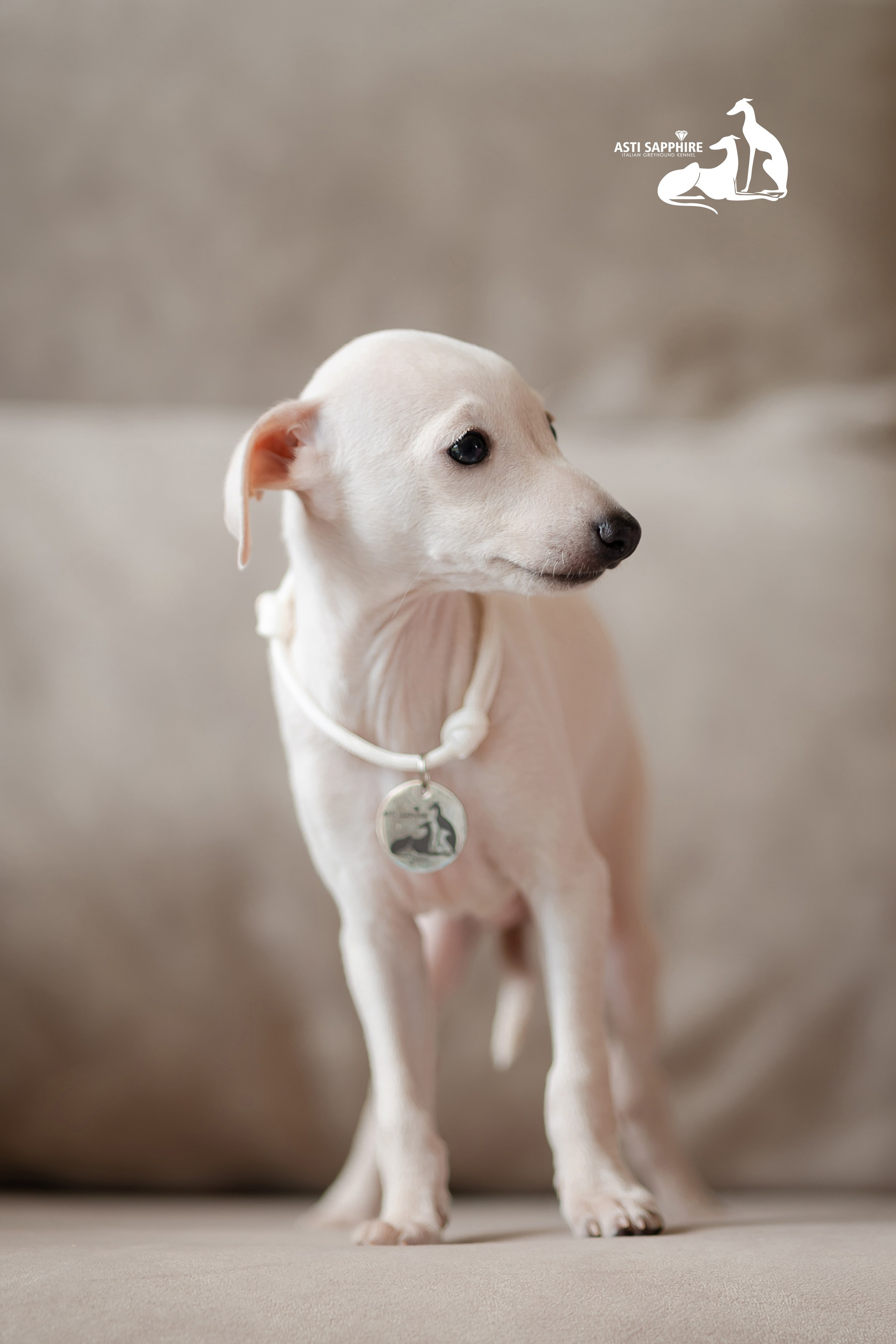Белоснежные. Professional Italian Greyhound Kennel RKF/FCI ASTI SAPPHIRE 💎 Sochi|St. Petersburg