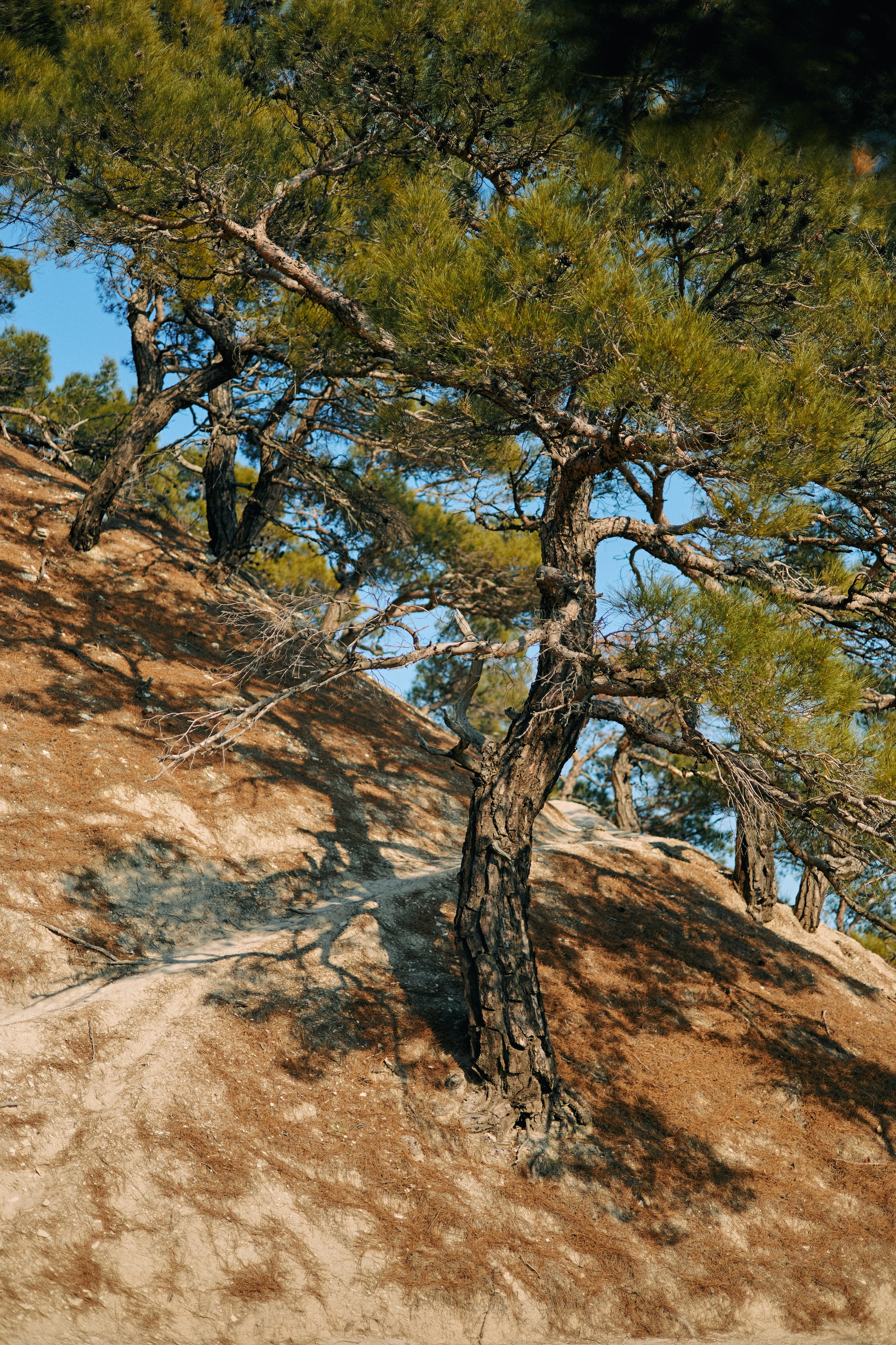 Юг России. Профессиональный Фотограф во Владимире, в Москве и в Суздале — Полина Романычева