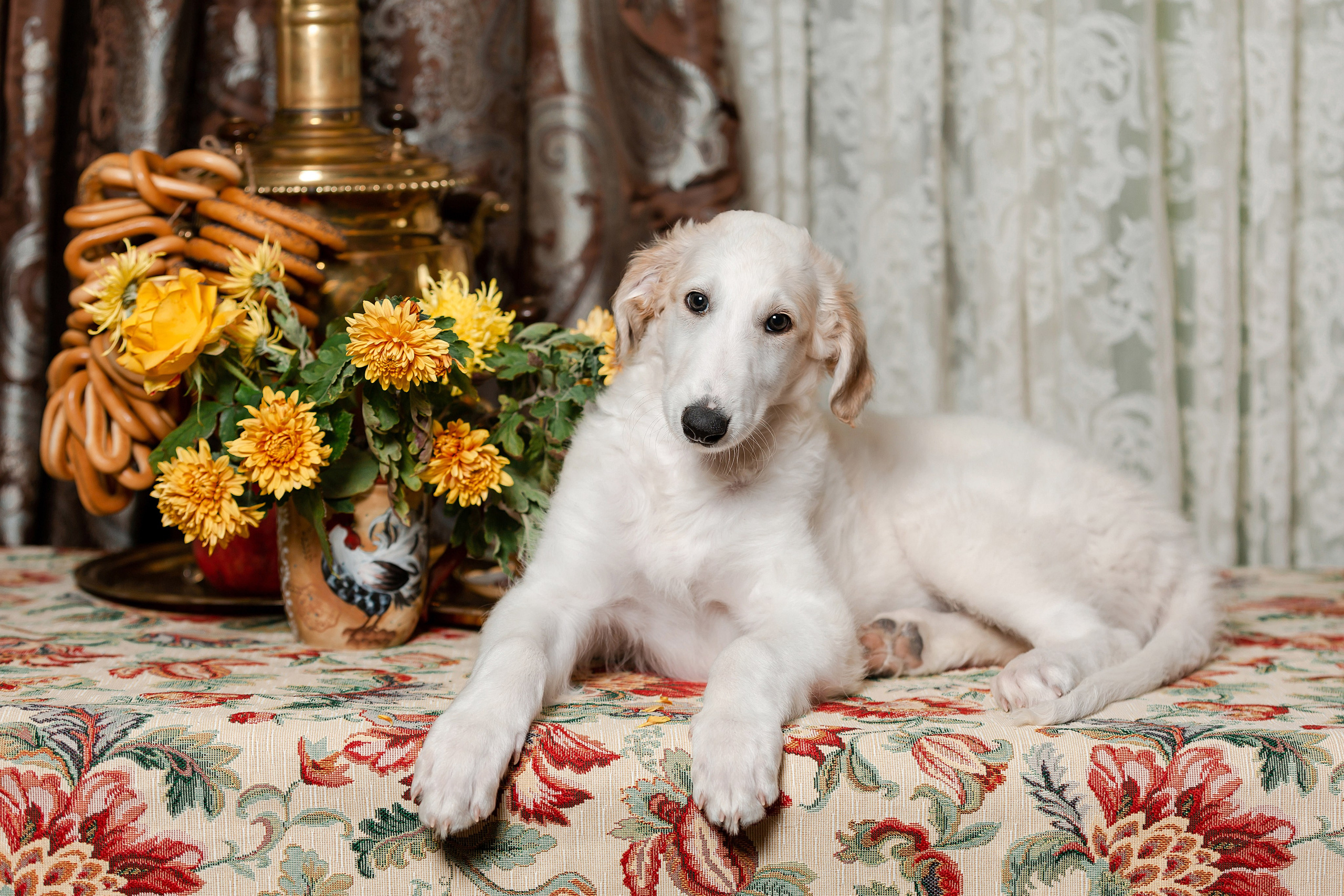 Фотосъёмка щенков. Фотограф-анималист в Краснодаре Маша Мельникова