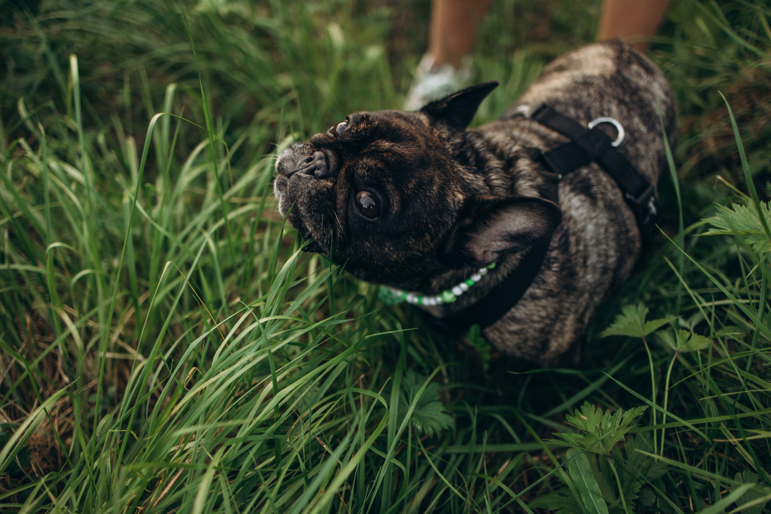 Олеся и Луи. Фотограф — Анималист | Санкт-Петербург