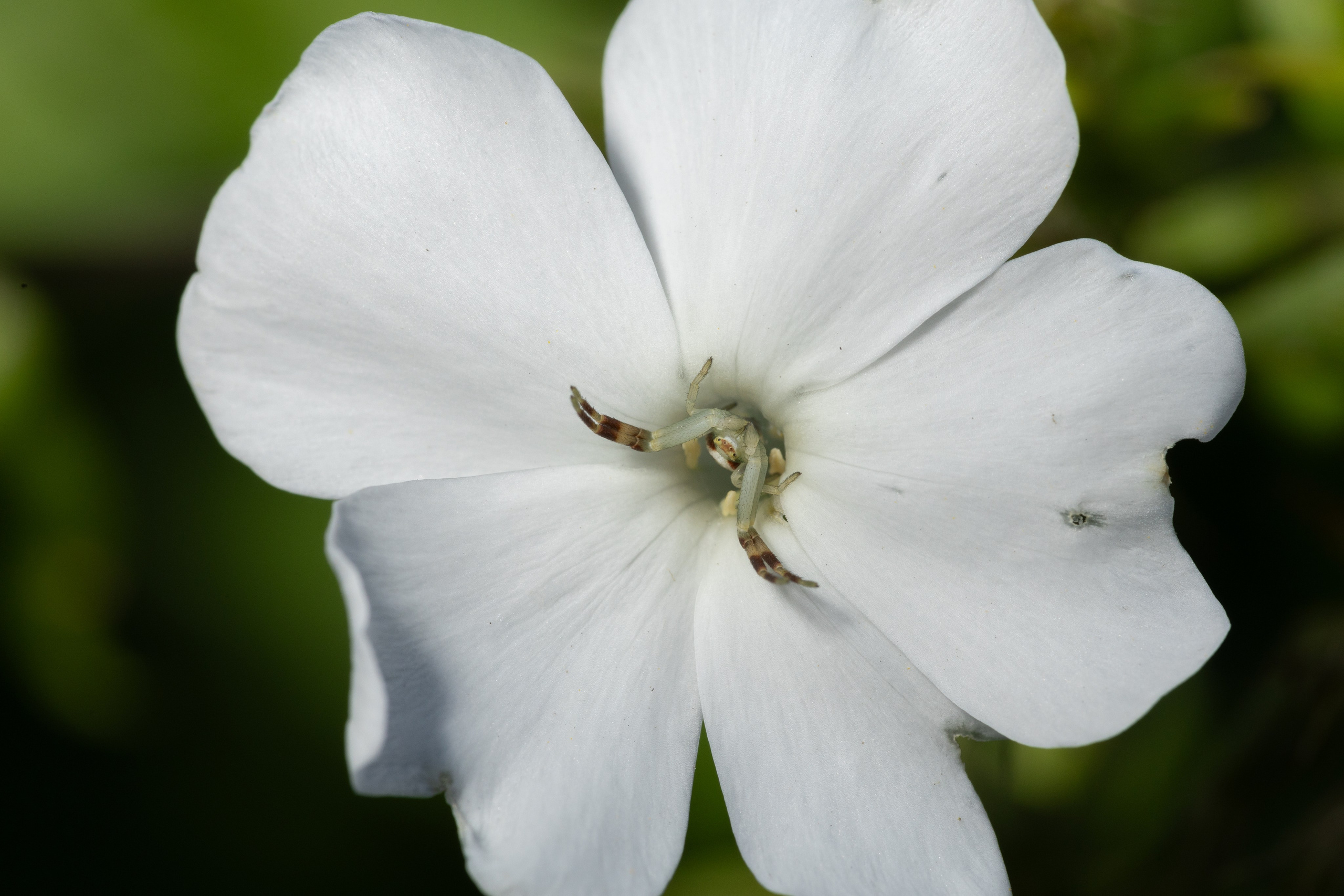 Макро. Фотограф Виктор Степанов