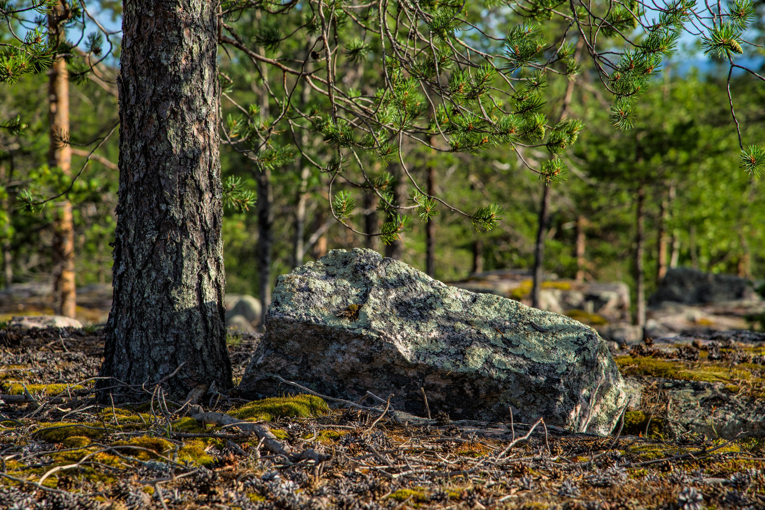 Лето. Северные Ночи