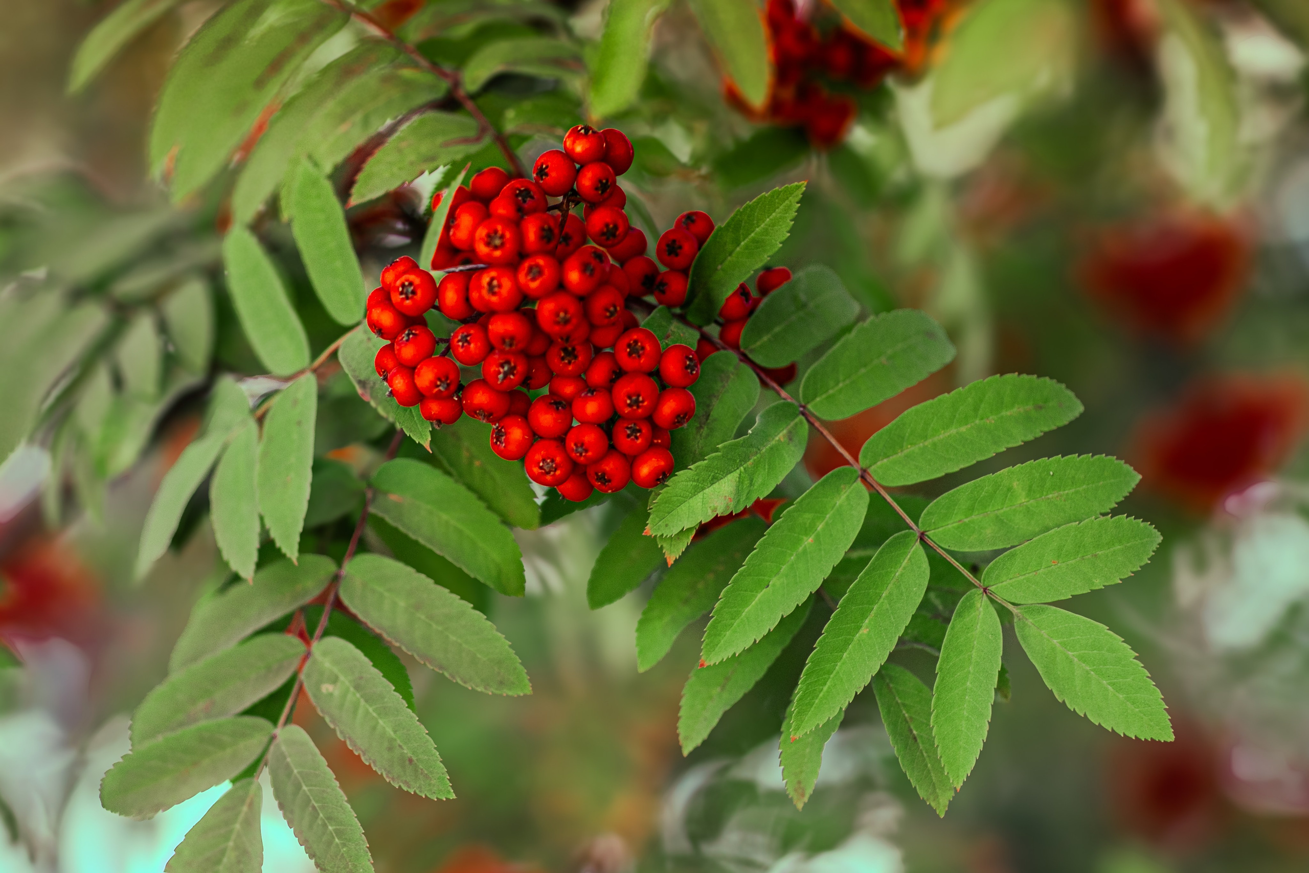 Багрец и золото. Фотограф Елена Вишневская (Ушакова) Нефтеюганск, Сургут, Тюмень