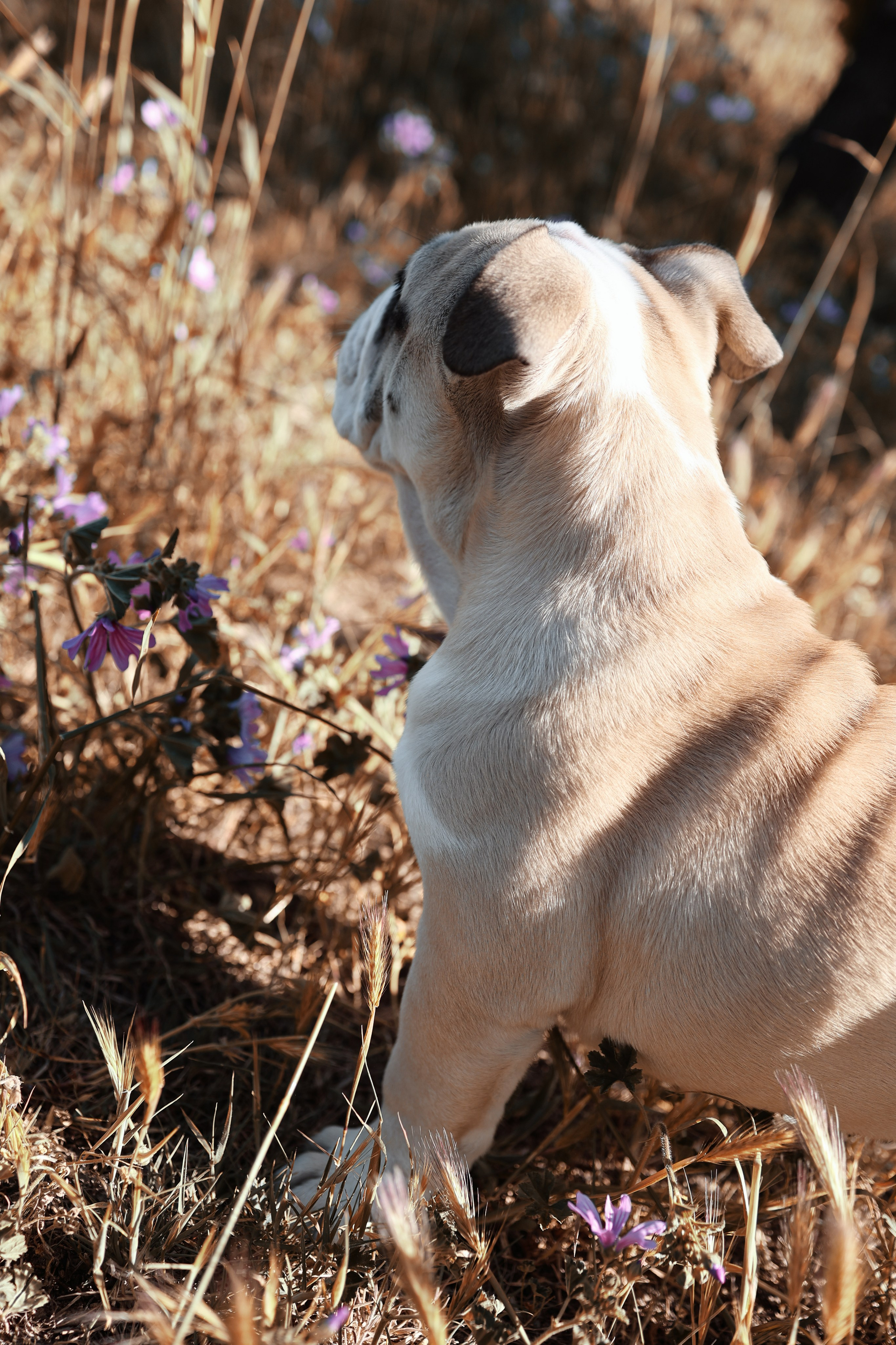 Новый член семьи. Withlovent | Фотограф в Севастополе