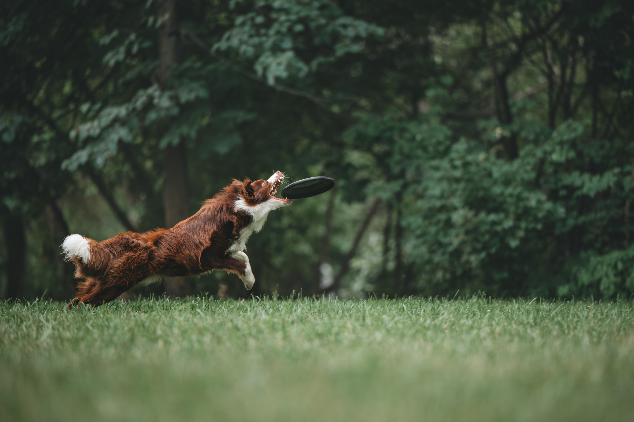 Бордер Колли. Фотограф Анималист в Москве Анастасия Жучкова