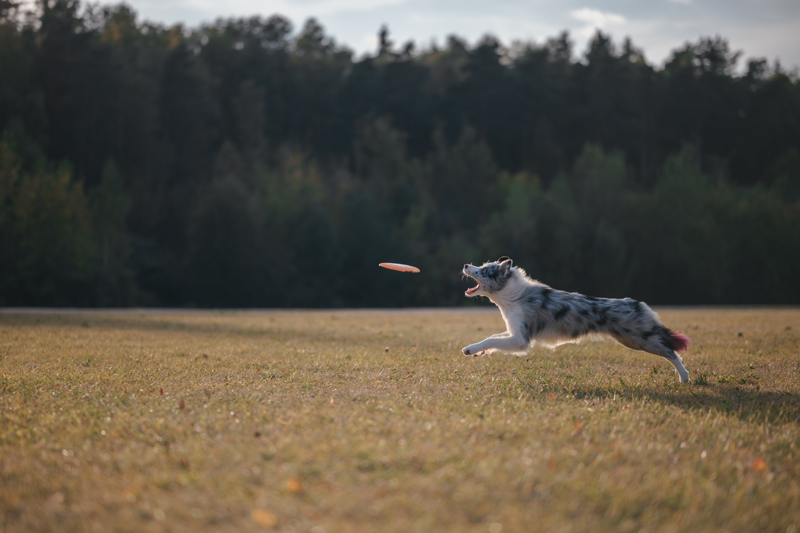 Бордерколли и фрисби. Фотограф Анималист в Москве Анастасия Жучкова