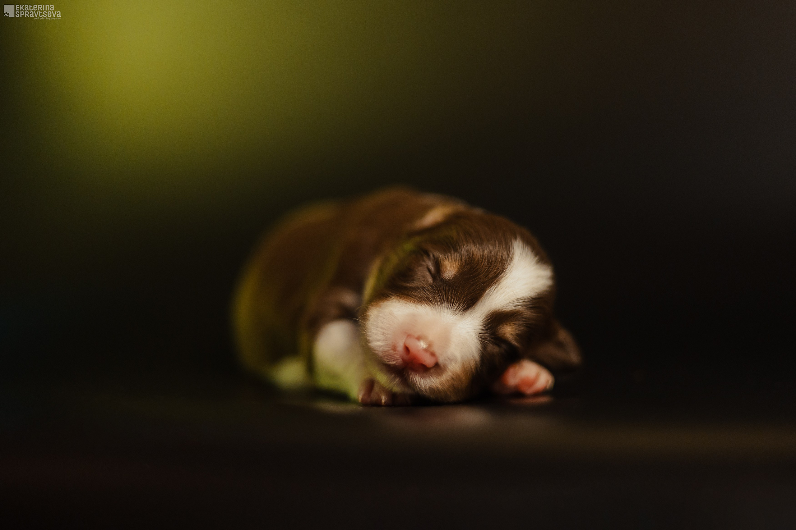 Щенки бордер колли от Ап х Ра. Фотограф Анималист Екатерина Справцева в Нижнем Новгороде