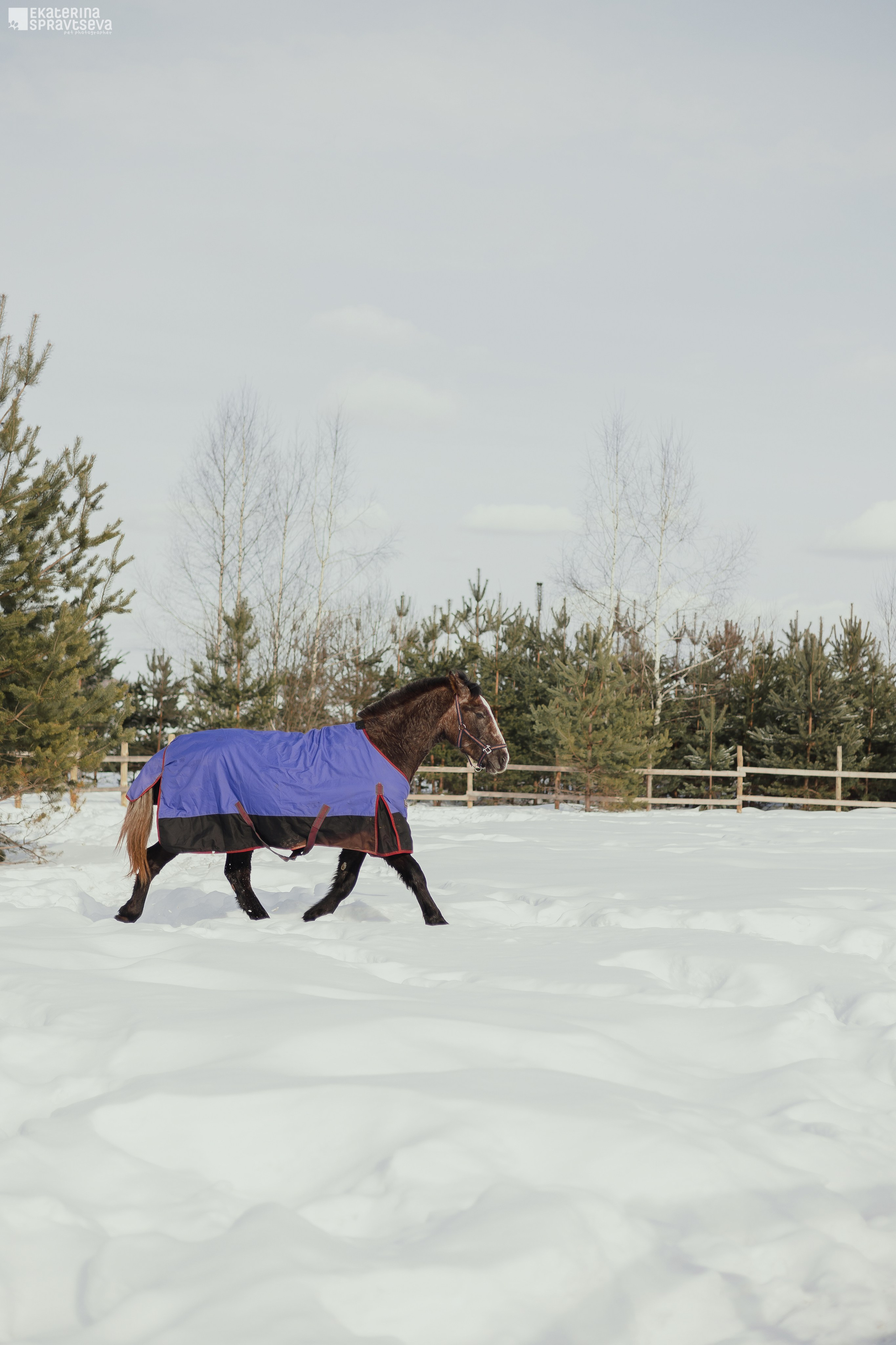 Среди грив и копыт. Фотограф Анималист Екатерина Справцева в Нижнем Новгороде