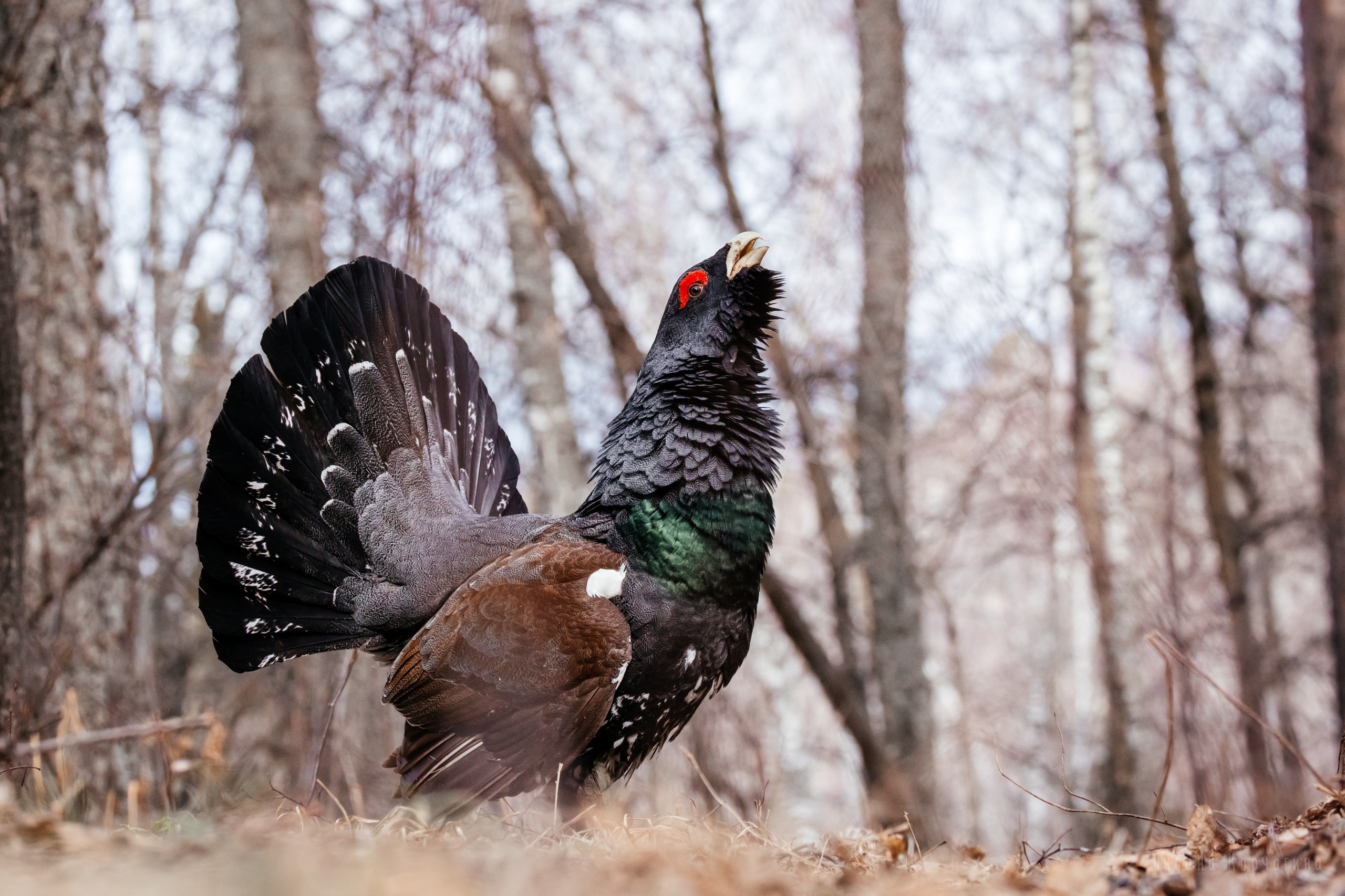 Глухарь. Фотограф в Красноярске Оксана Корчагина