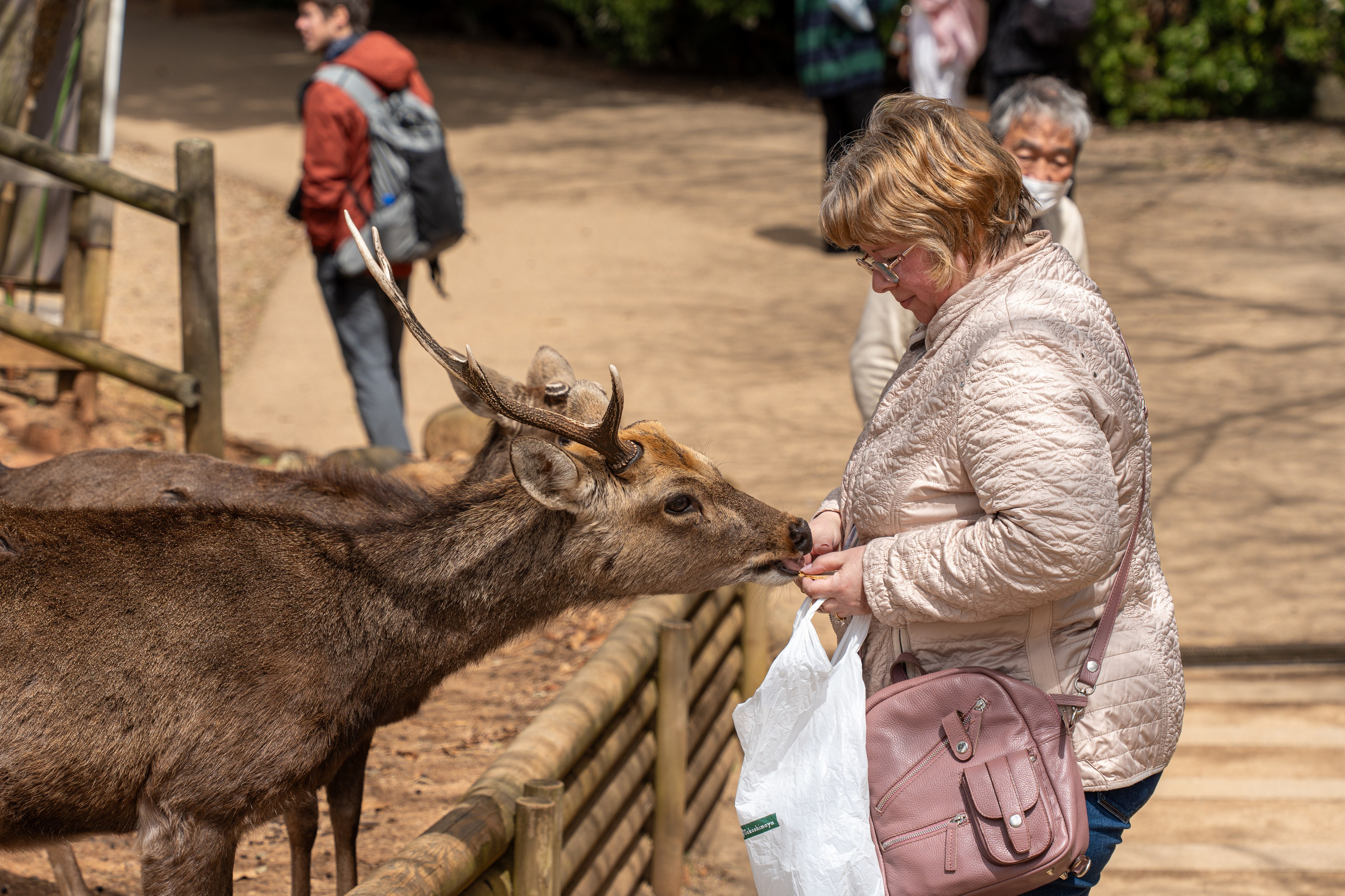 Япония, сакура. Творческие сьемки