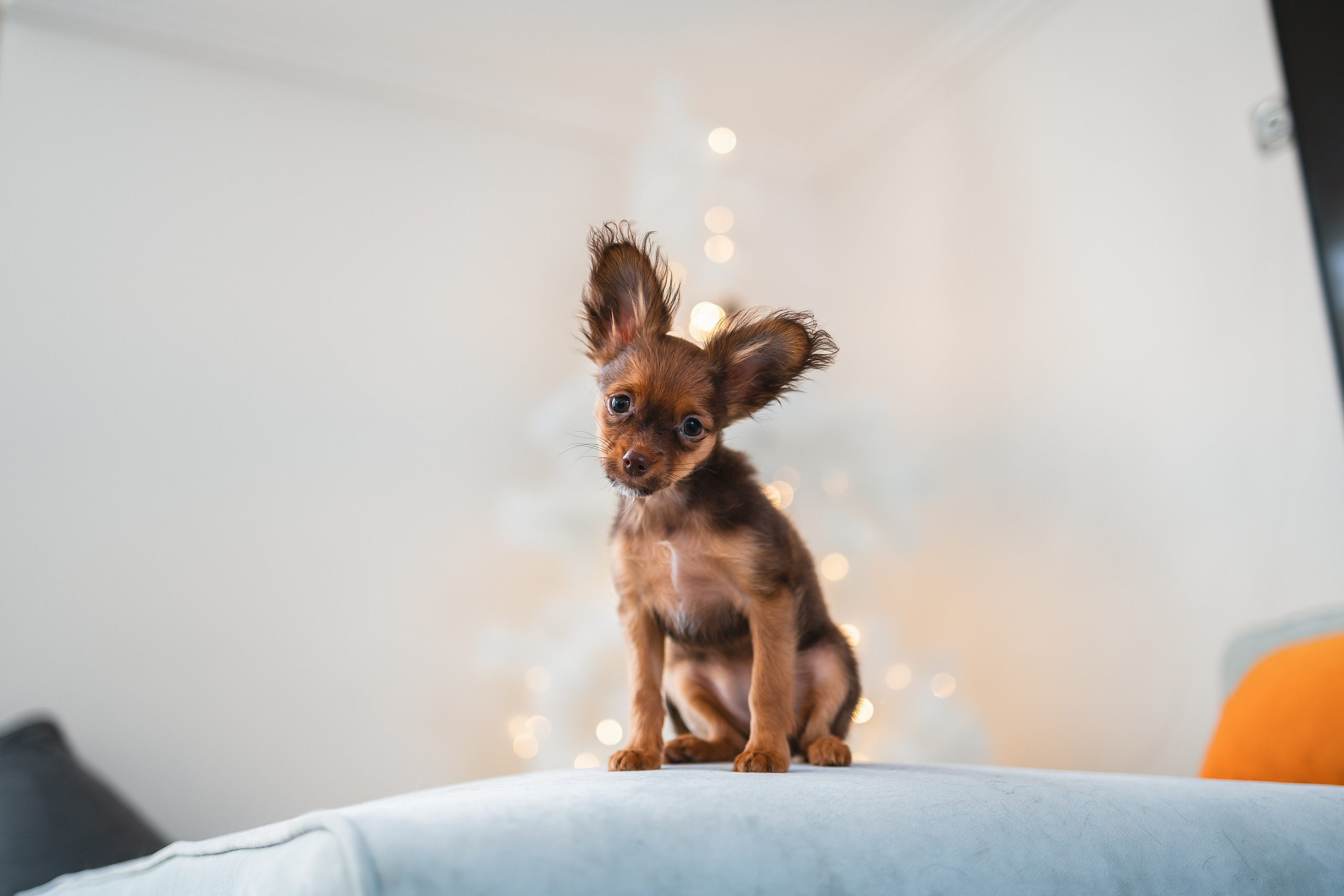 Малыши Той Терьер. Фотограф Анималист в Москве Анастасия Жучкова