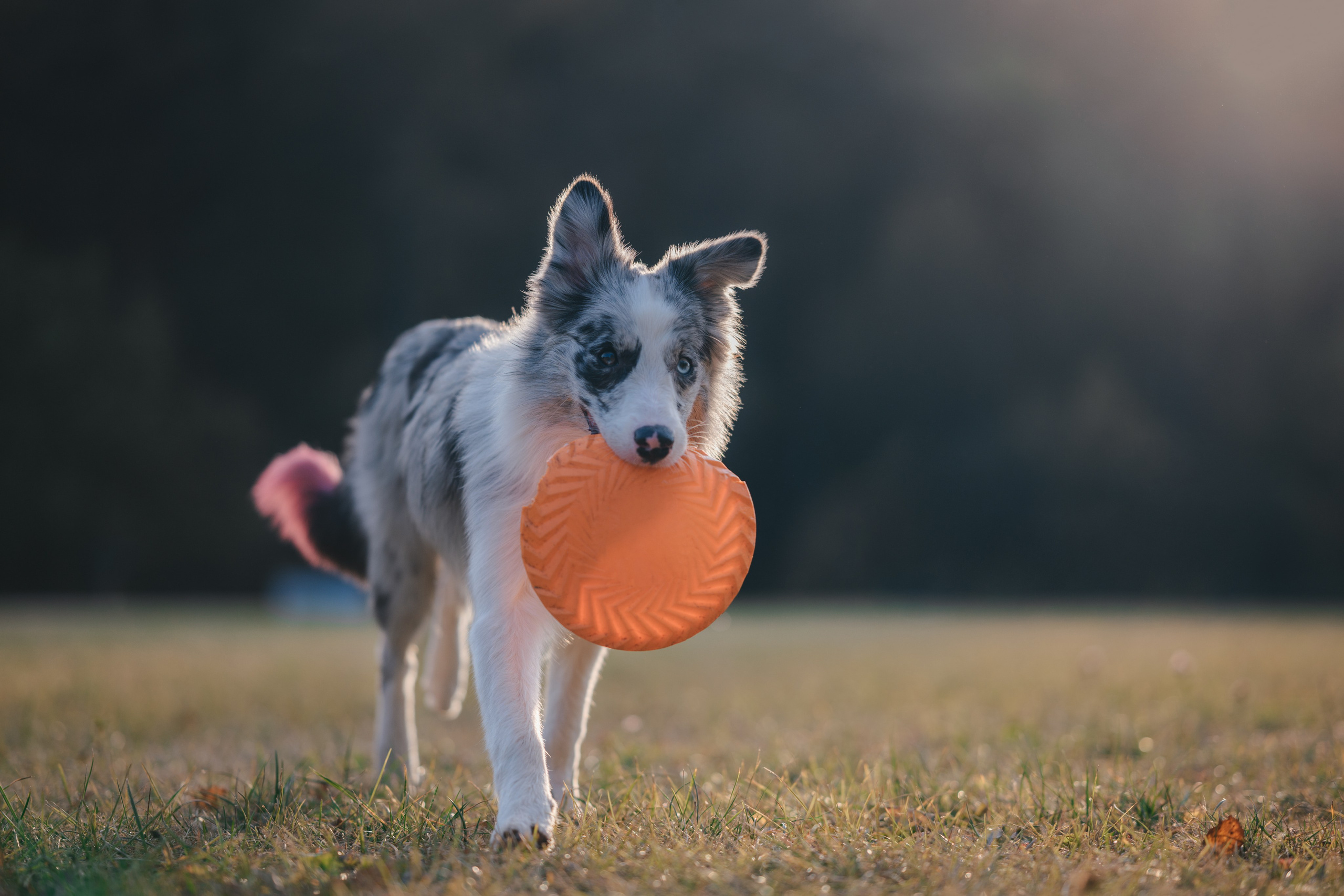 Бордерколли и фрисби. Фотограф Анималист в Москве Анастасия Жучкова