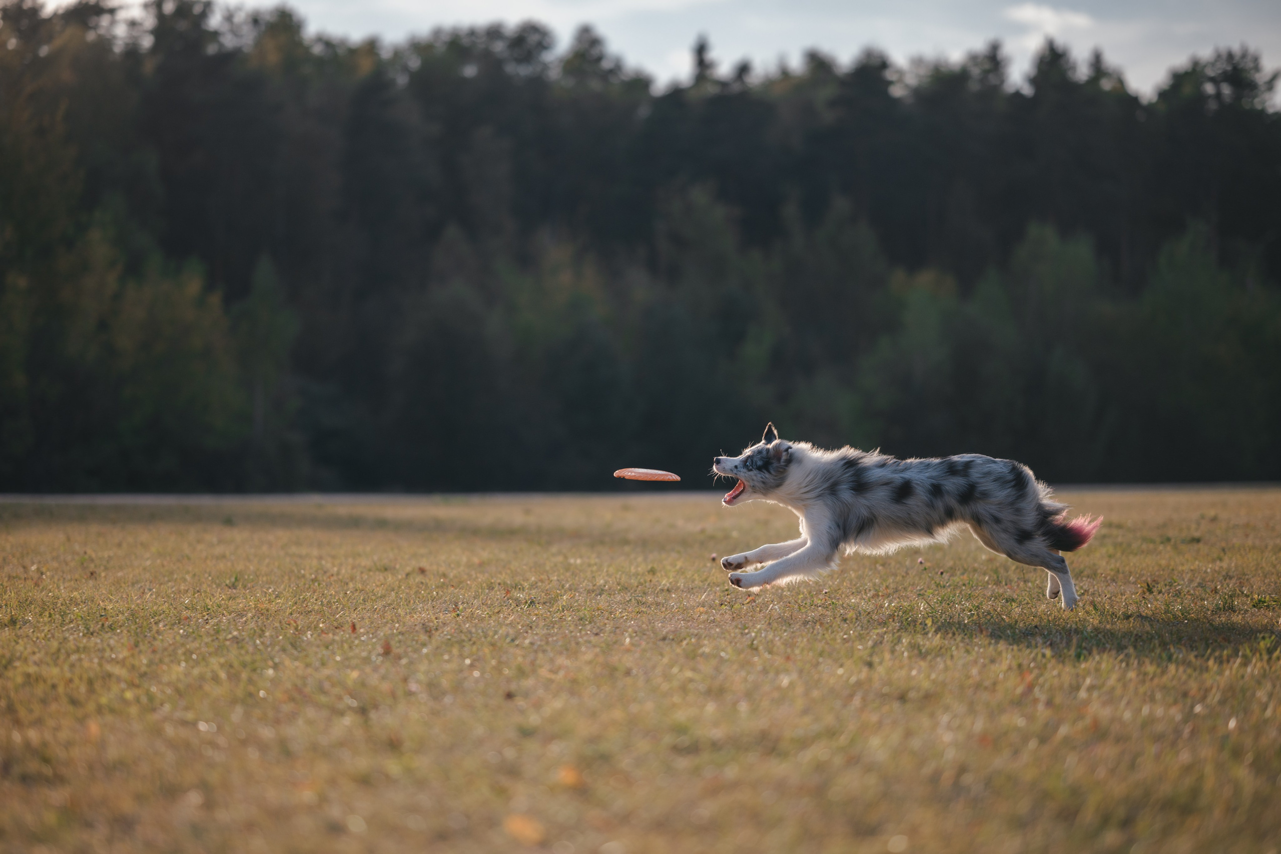 Бордерколли и фрисби. Фотограф Анималист в Москве Анастасия Жучкова