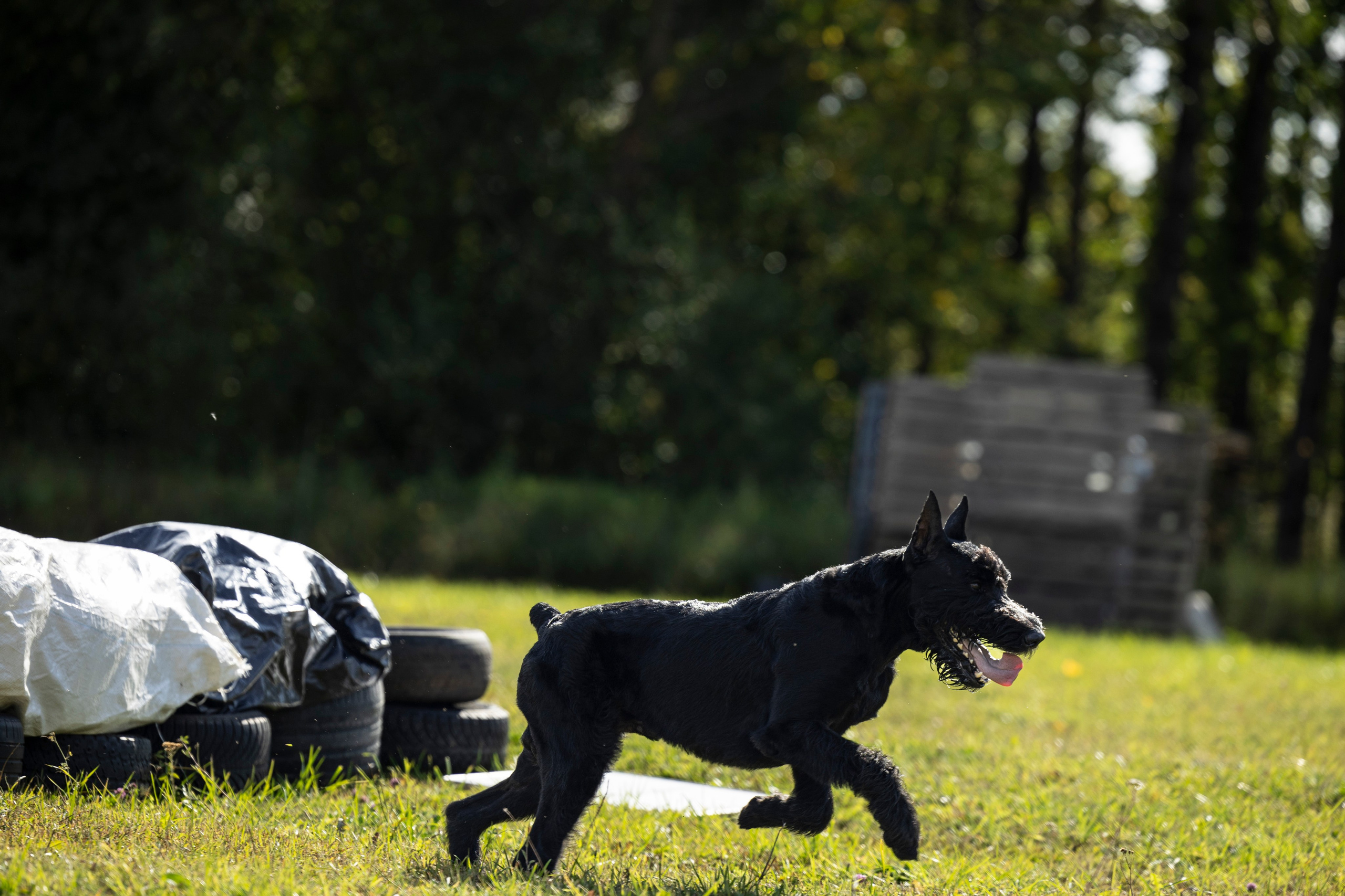 Испытания по Мондьорингу г. Пушкин. Фотограф-анималист Анна Маринич