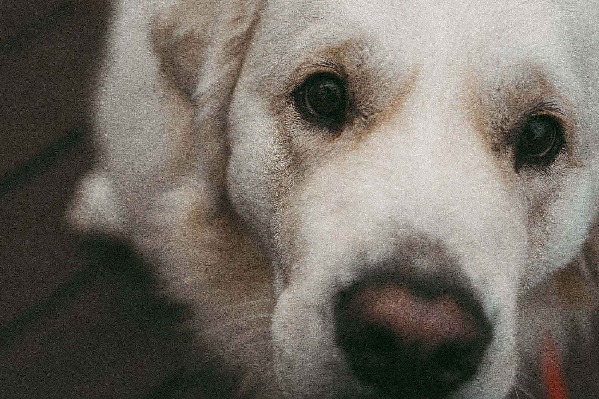 Лена и Мерлин. Фотограф анималист в Москве и Санкт-Петербурге Свиридова Анна