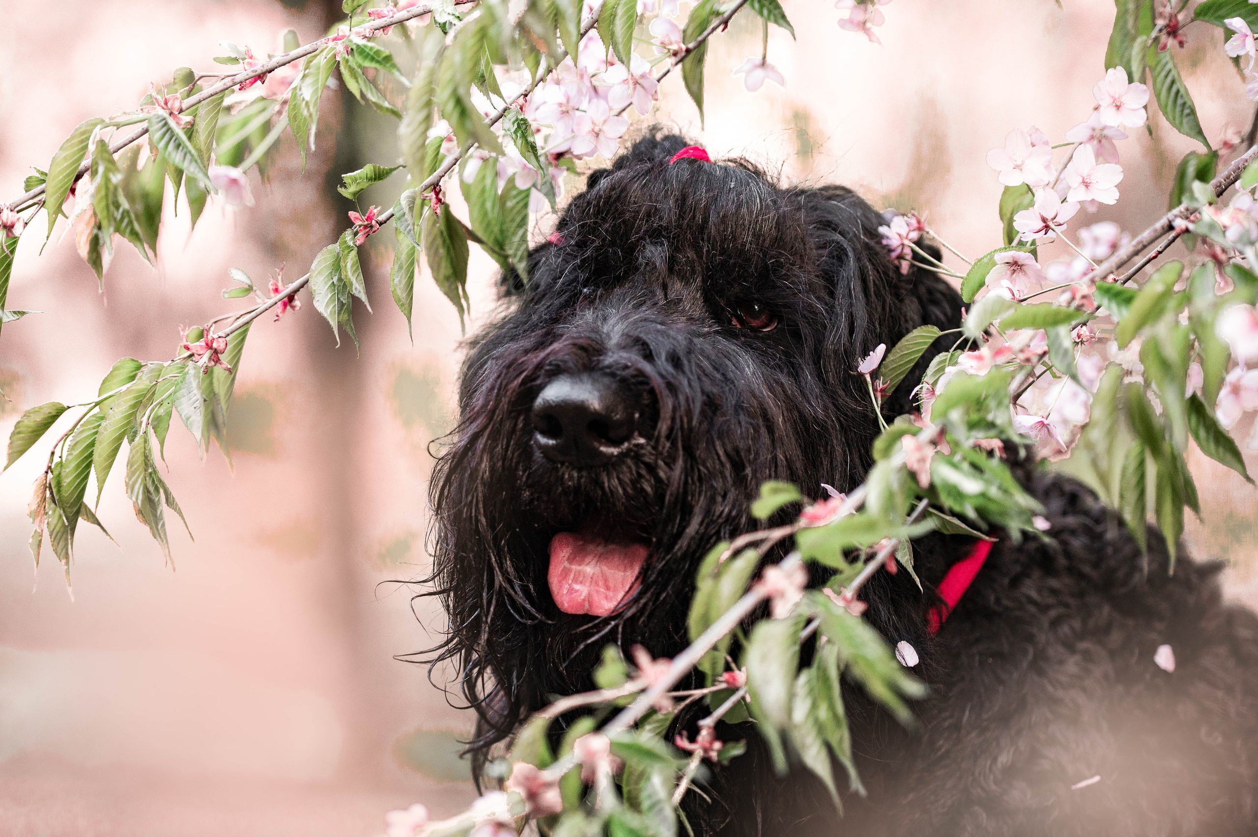 Черныши, сакура и краски холи. Фотограф-анималист