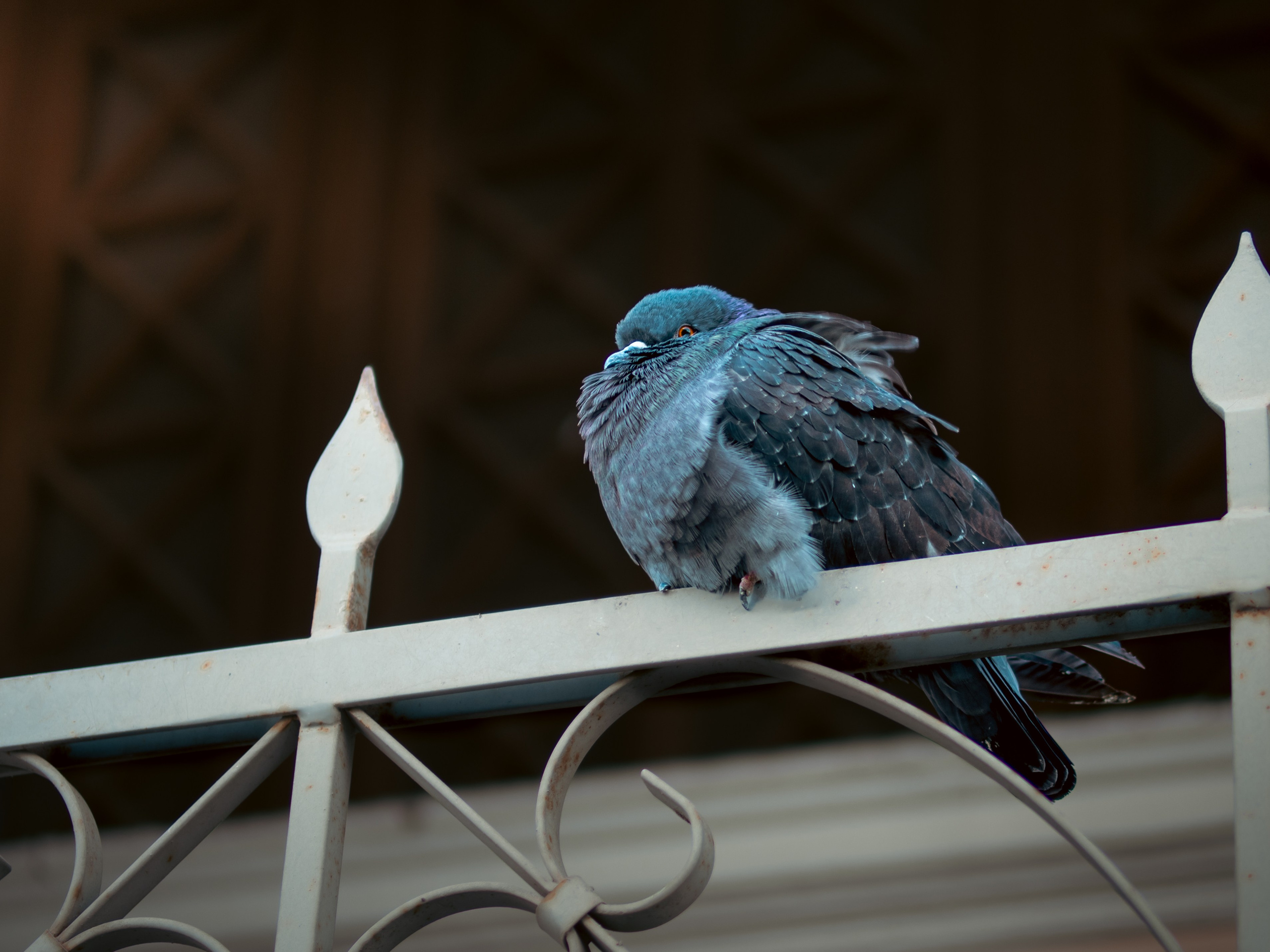 Голуби. Профессиональная фотография от VladEstaf_StyloQArt: портреты, репортажи, семья