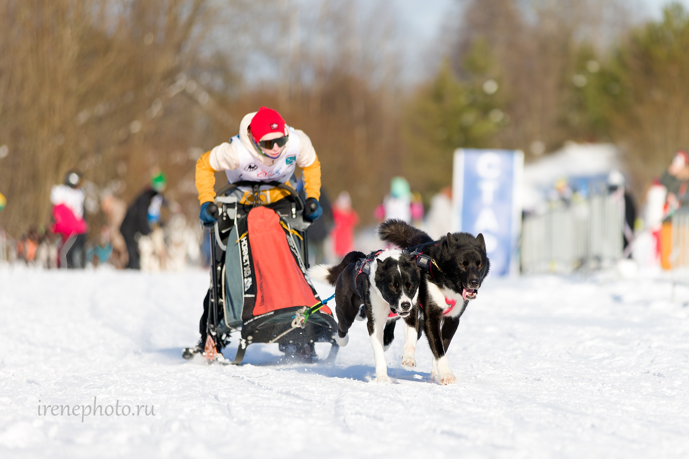Чемпионат и Первенство Ленобласти — зима 2026. Irenephoto.ru