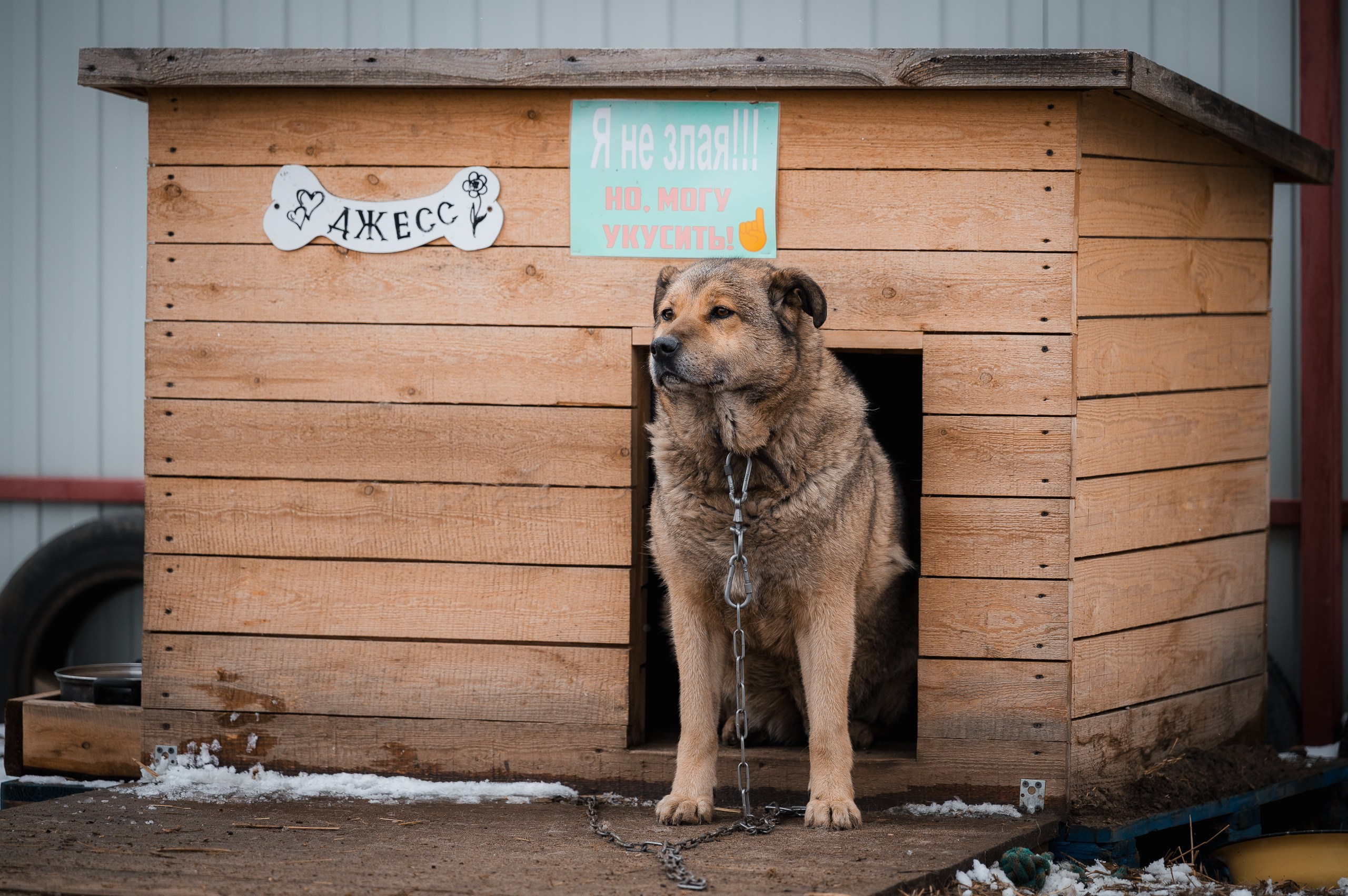 Джесс. Улыбка собаки — спасение и пристройство бездомных собак