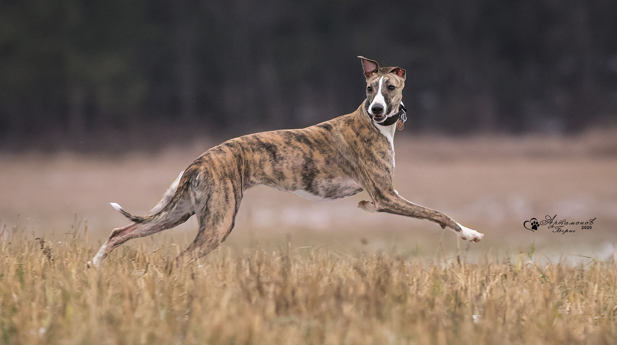 В ДВИЖЕНИИ. Борис Артамонов фотограф — анималист. Москва