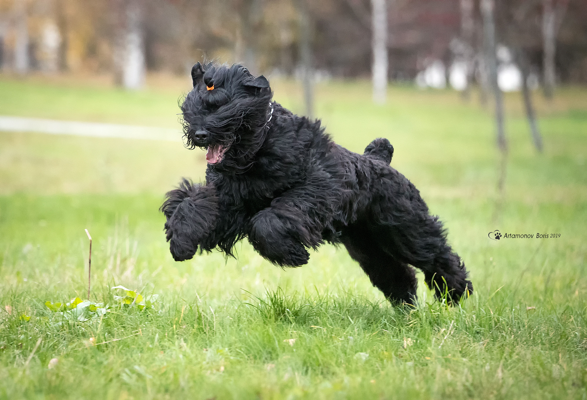 В ДВИЖЕНИИ. Борис Артамонов фотограф — анималист. Москва