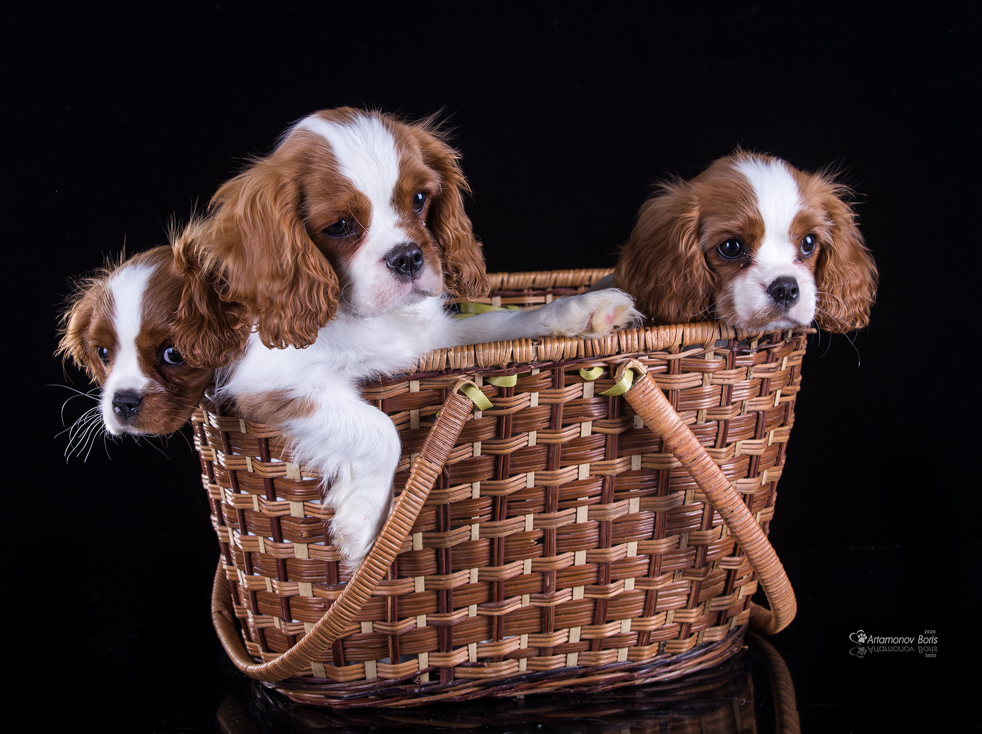 ФОТО ЩЕНКОВ. Борис Артамонов фотограф — анималист. Москва