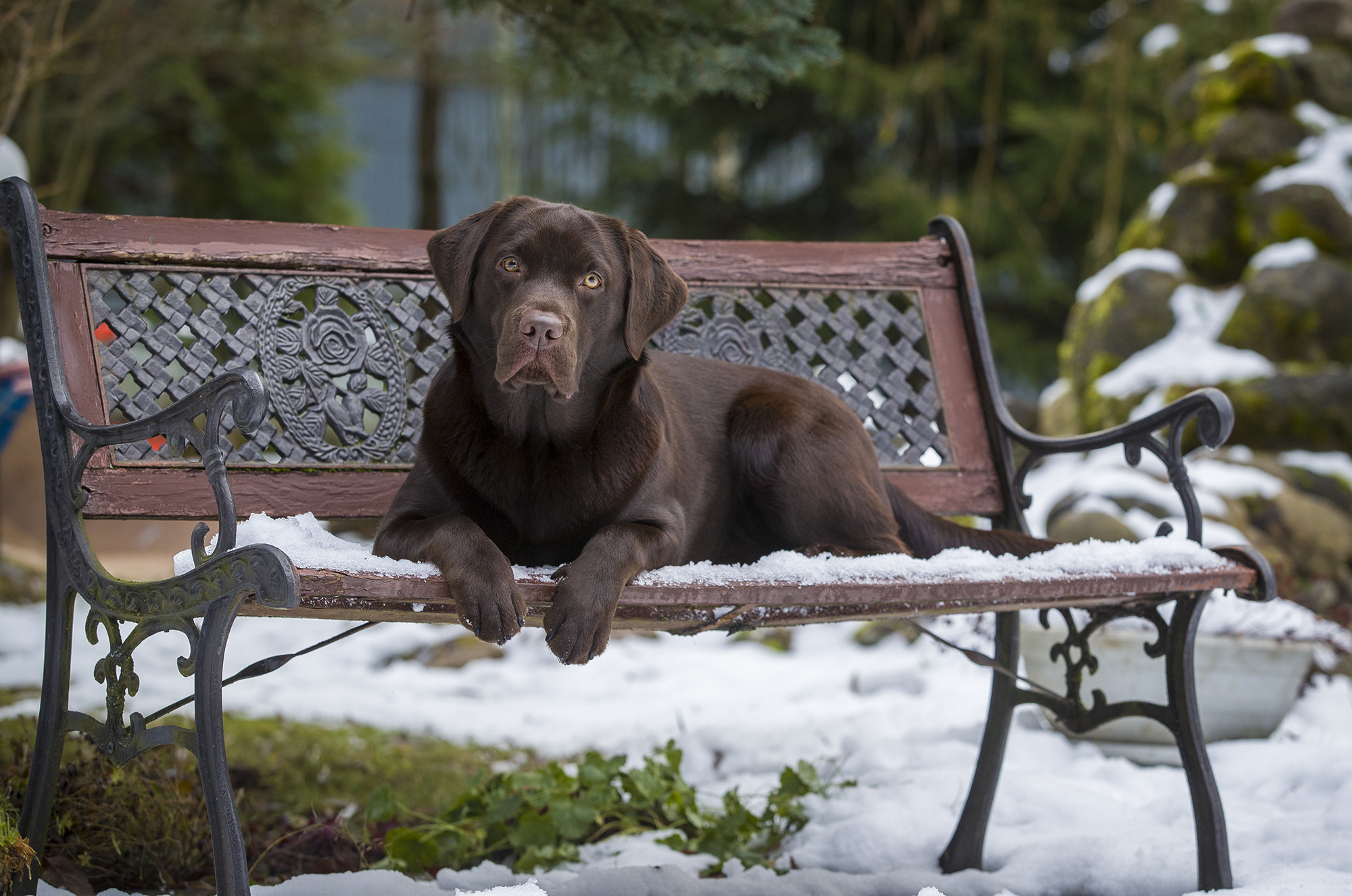 ФОТОСЕССИЯ ЛАБРАДОР. Борис Артамонов фотограф — анималист. Москва