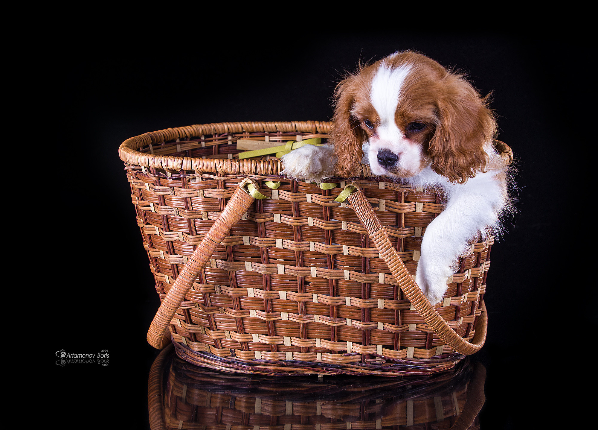 ФОТО ЩЕНКОВ. Борис Артамонов фотограф — анималист. Москва