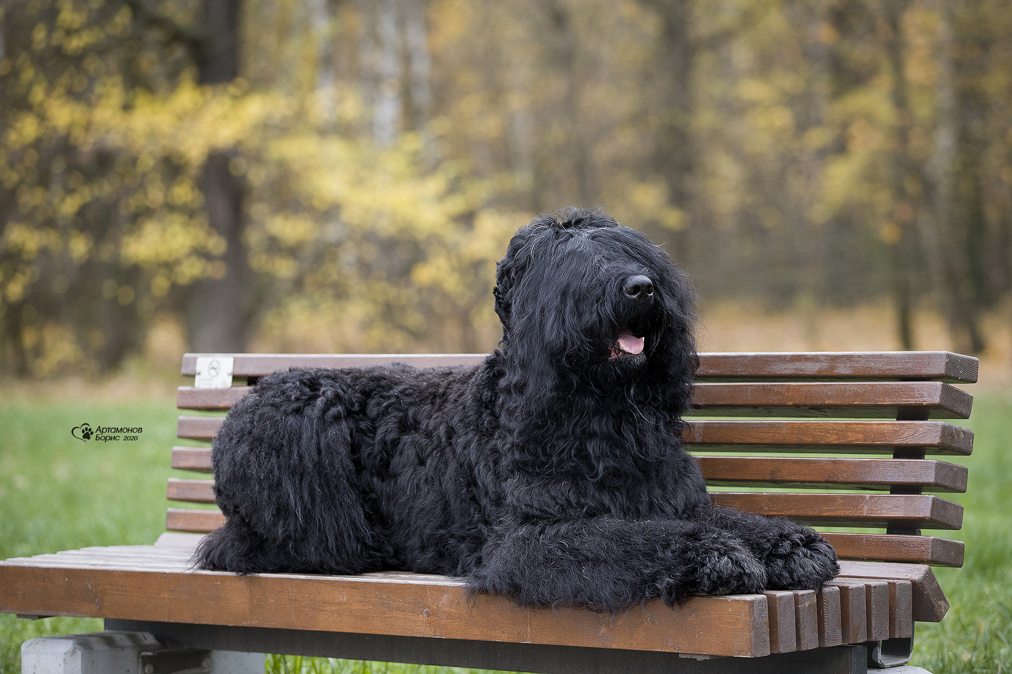 РУССКИЙ ЧЕРНЫЙ ТЕРЬЕР. Борис Артамонов фотограф — анималист. Москва