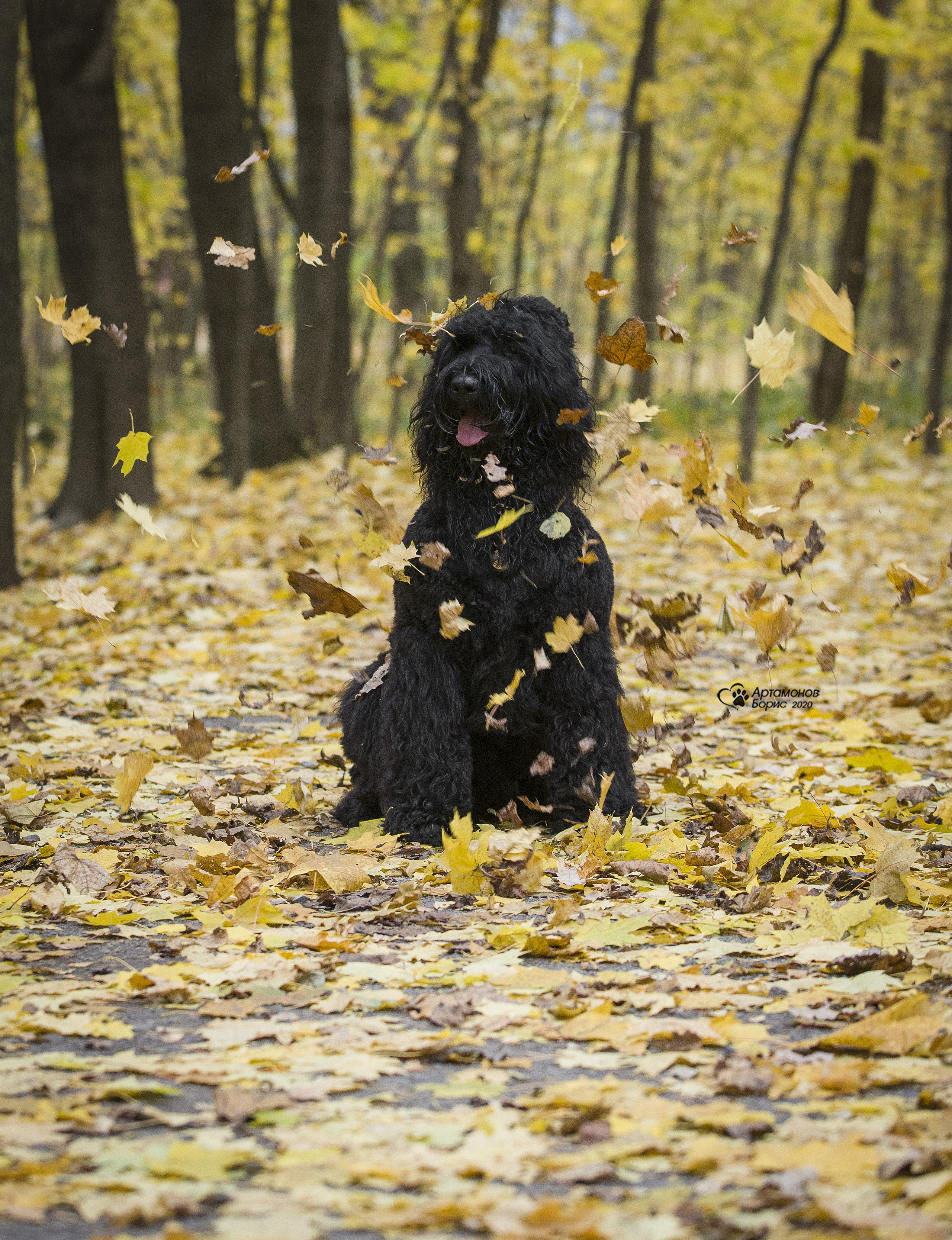 МАШЕНЬКА. Борис Артамонов фотограф — анималист. Москва