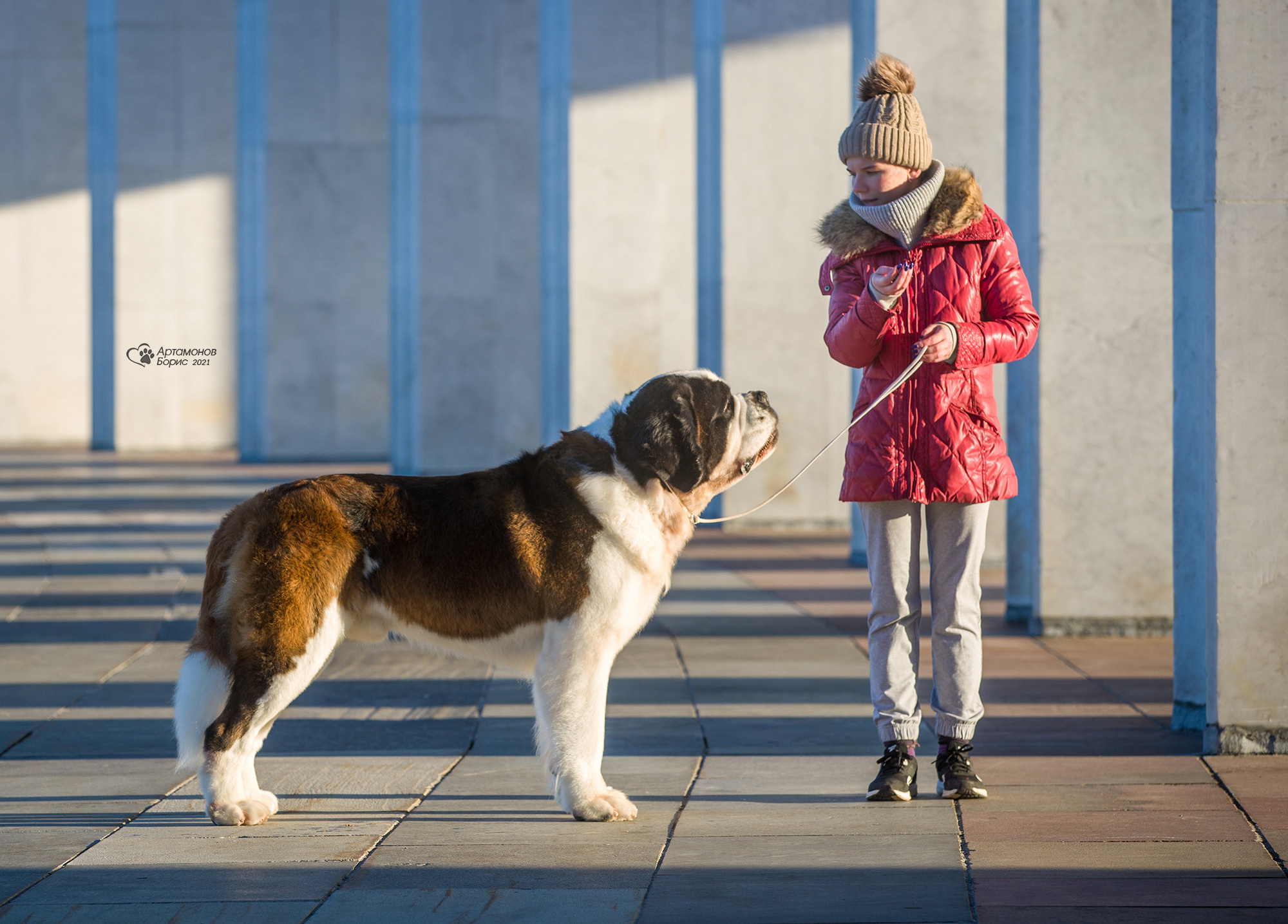 ФОТОСЕССИЯ СЕНБЕРНАР. Борис Артамонов фотограф — анималист. Москва