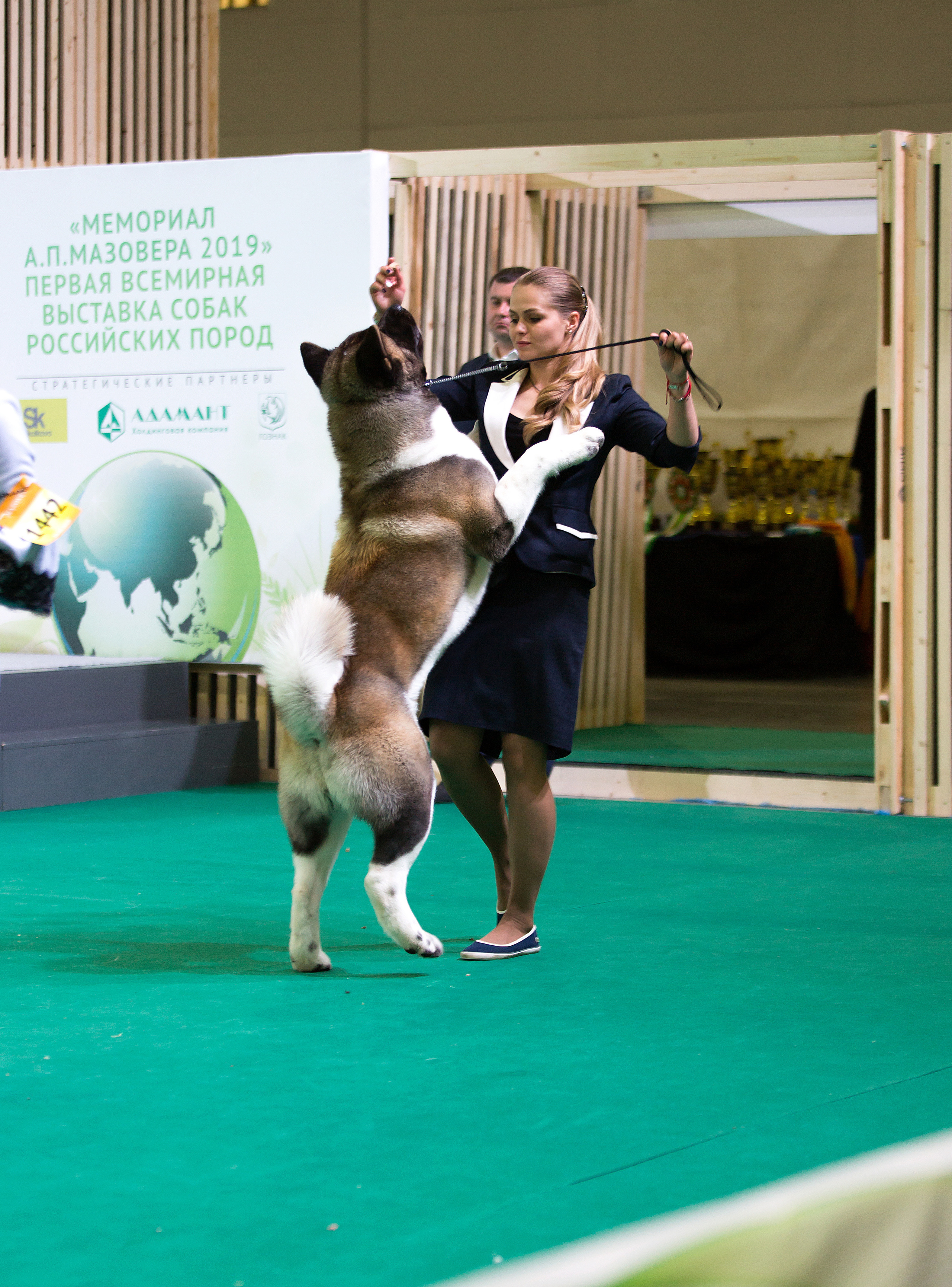 В ДВИЖЕНИИ. Борис Артамонов фотограф — анималист. Москва