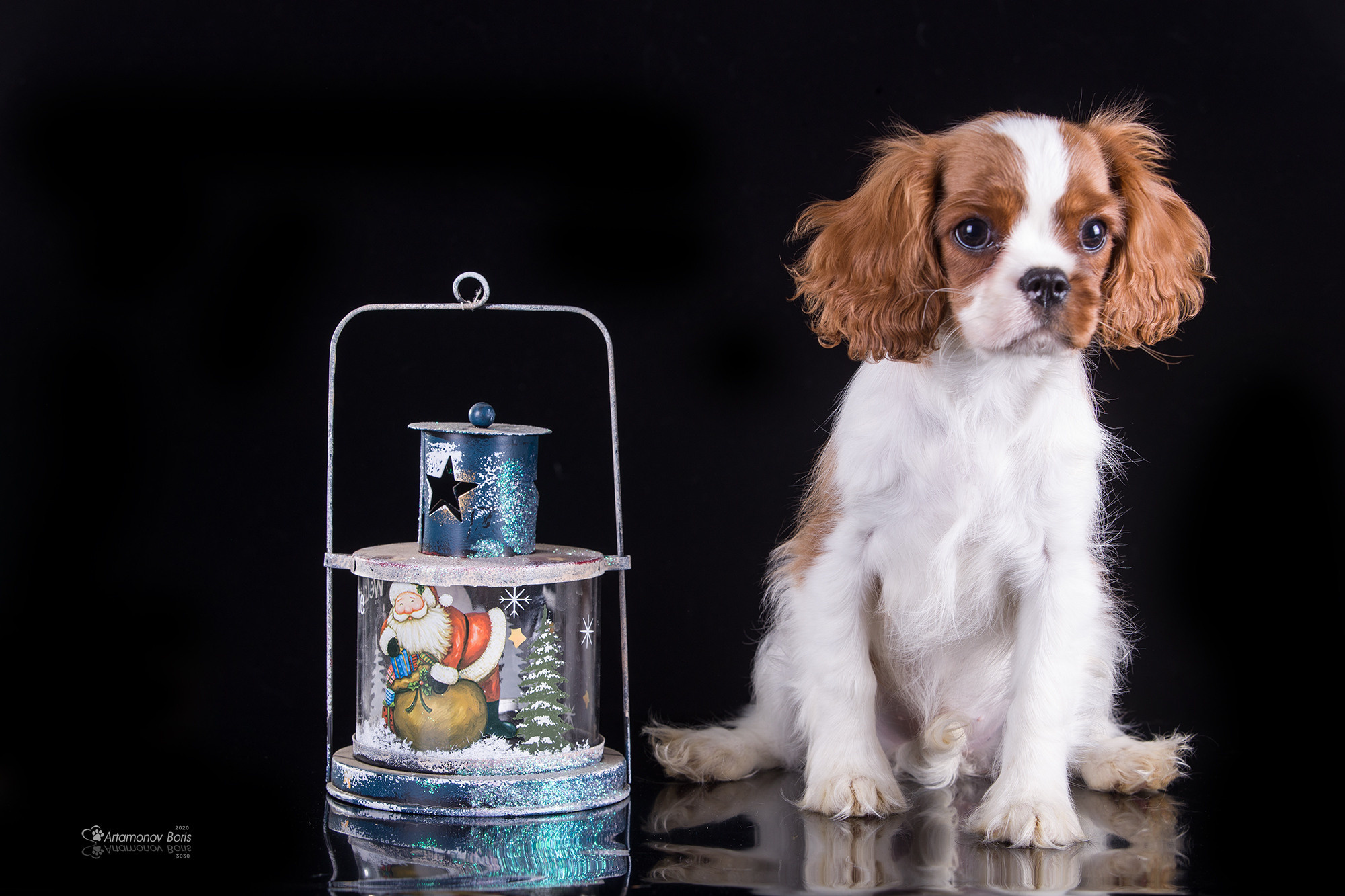 ФОТО ЩЕНКОВ. Борис Артамонов фотограф — анималист. Москва