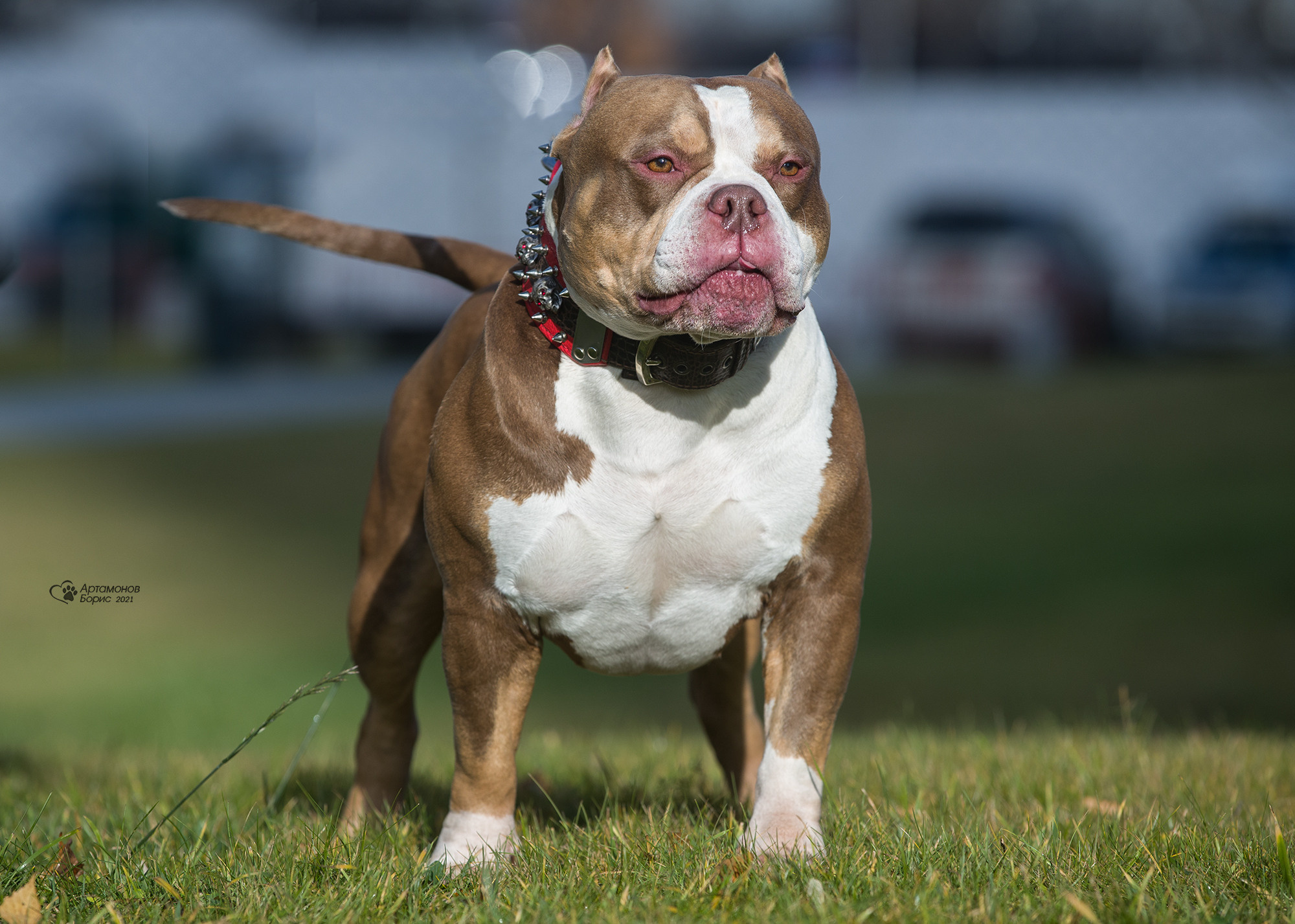 ВАРЬКА. Борис Артамонов фотограф — анималист. Москва