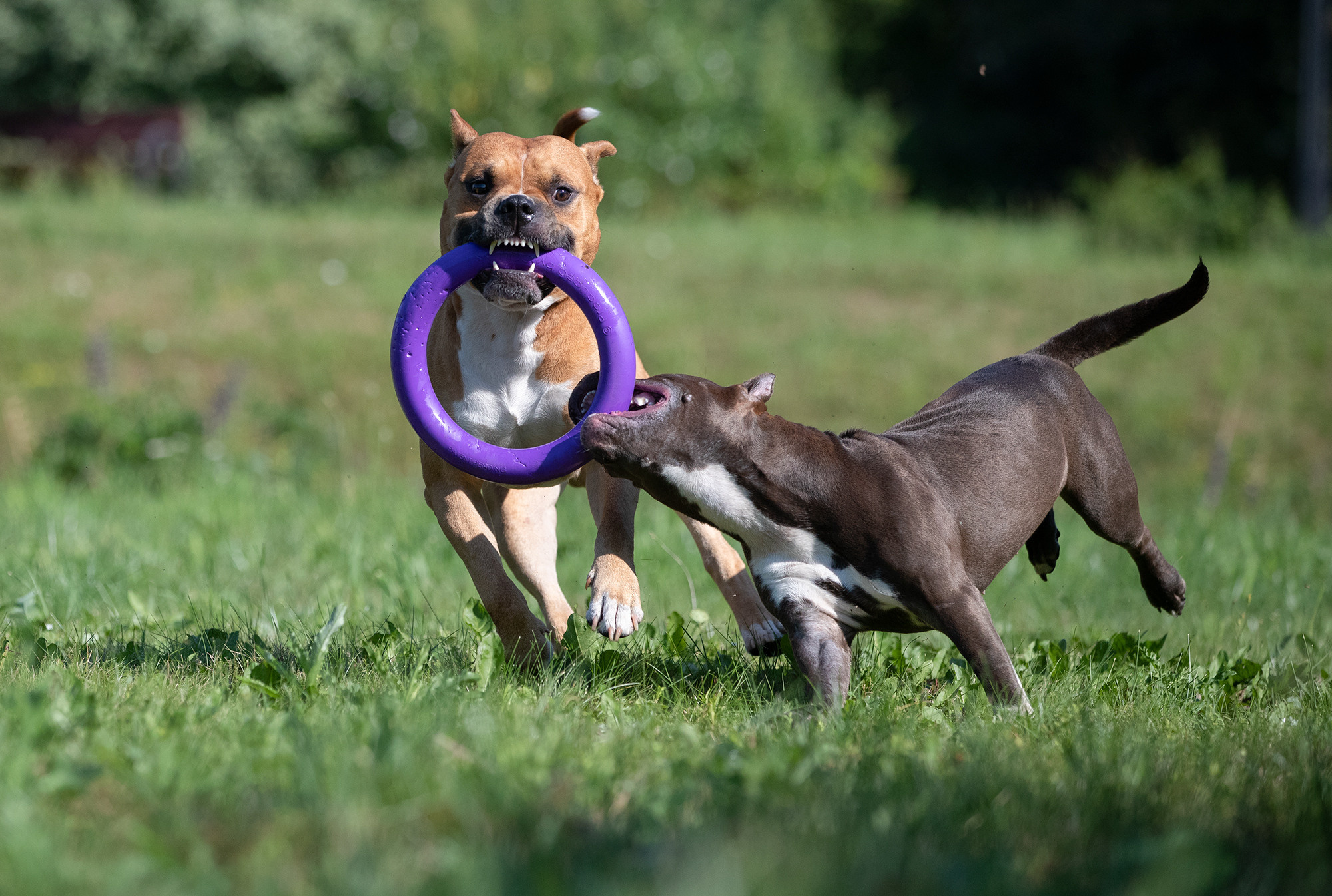 В ДВИЖЕНИИ. Борис Артамонов фотограф — анималист. Москва