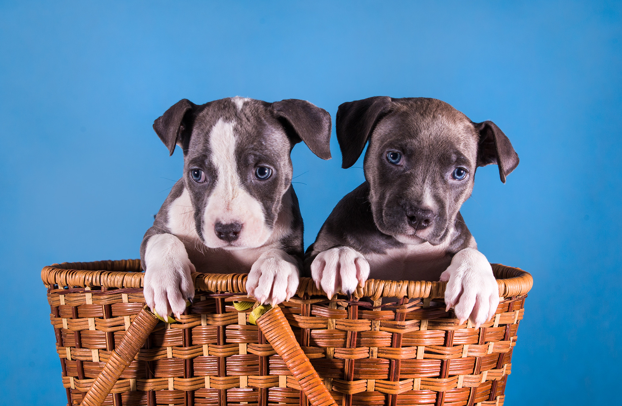 ФОТО ЩЕНКОВ. Борис Артамонов фотограф — анималист. Москва