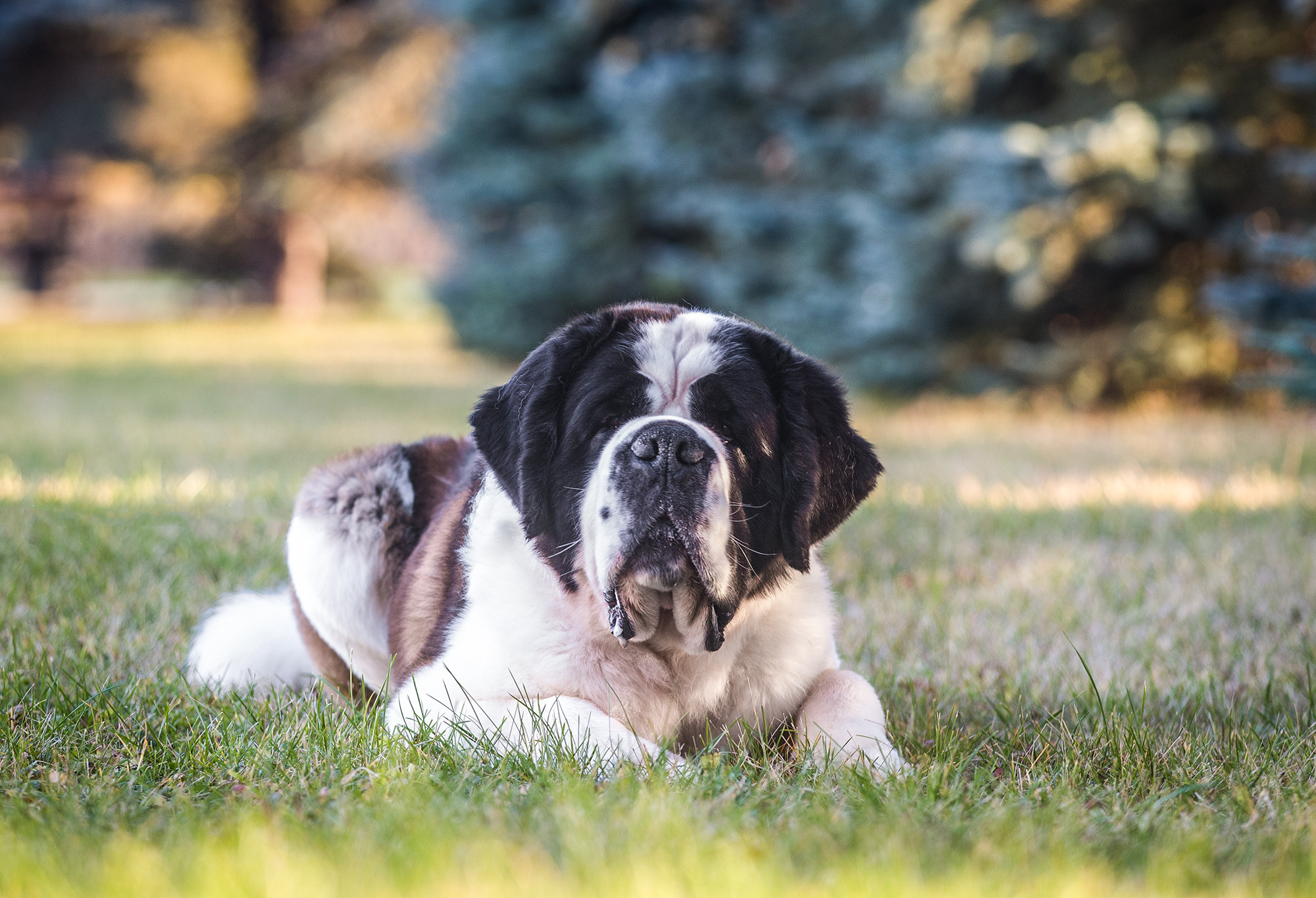 ФОТОСЕССИЯ СЕНБЕРНАР. Борис Артамонов фотограф — анималист. Москва