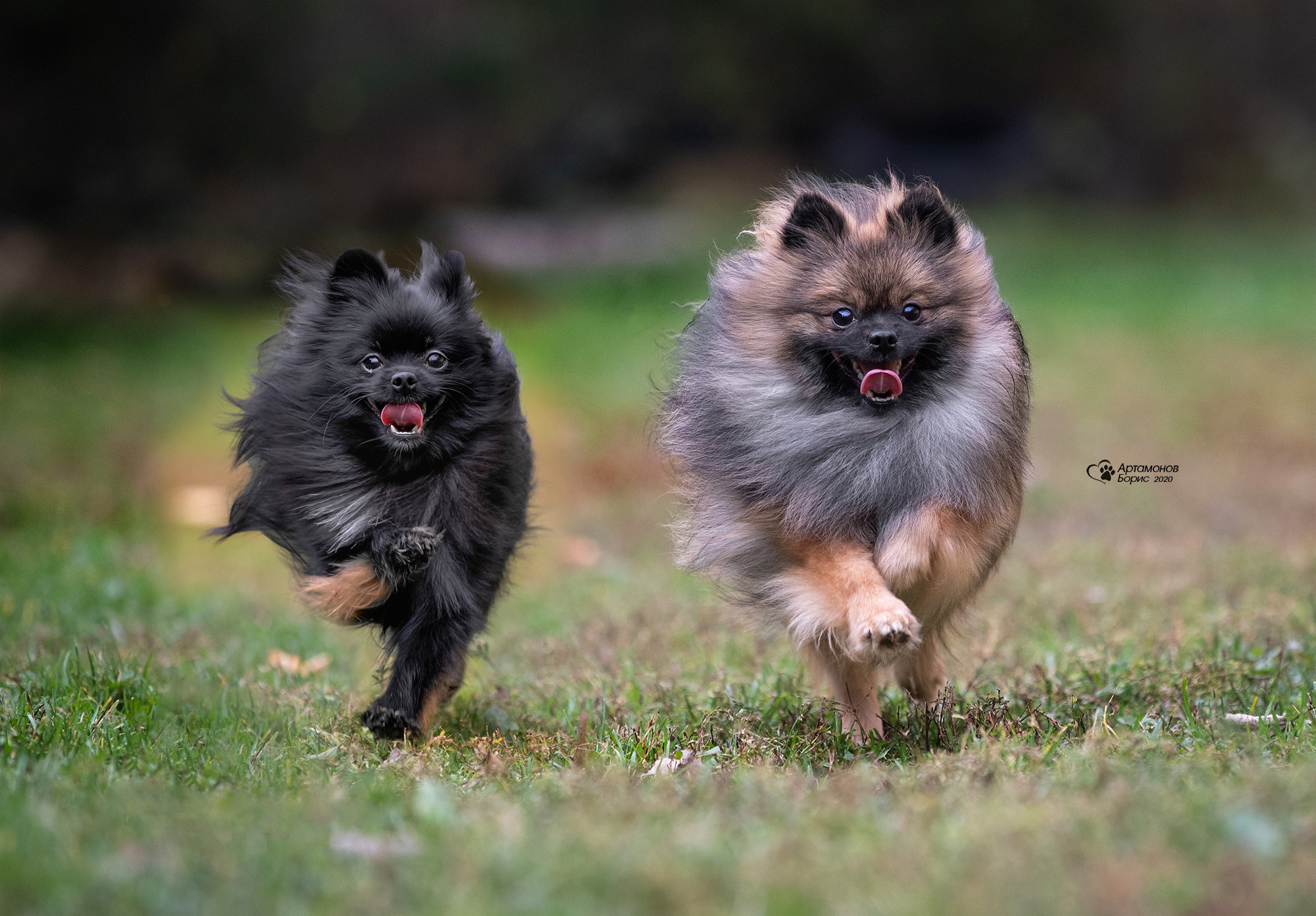 В ДВИЖЕНИИ. Борис Артамонов фотограф — анималист. Москва