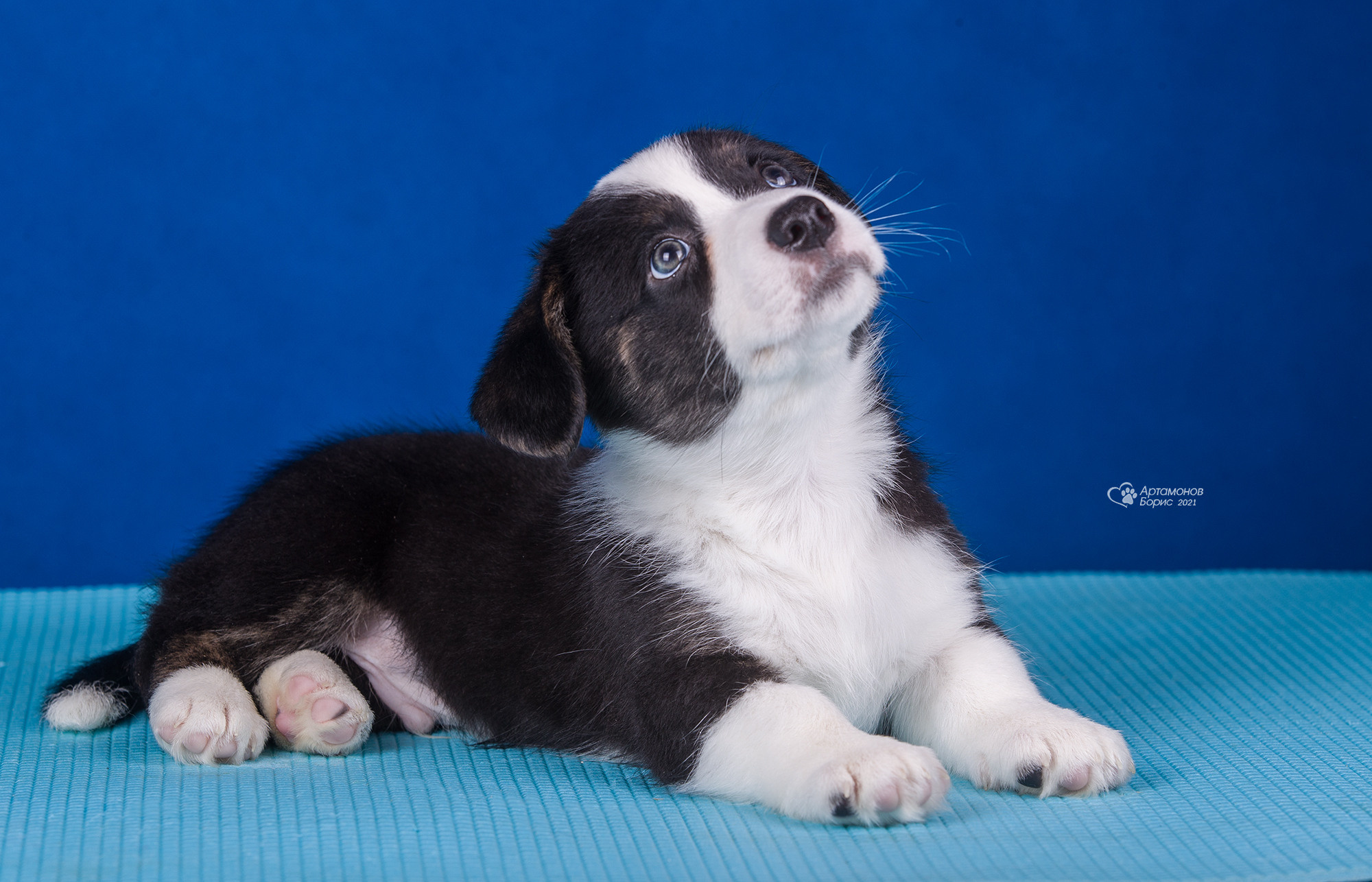 ФОТО ЩЕНКОВ. Борис Артамонов фотограф — анималист. Москва