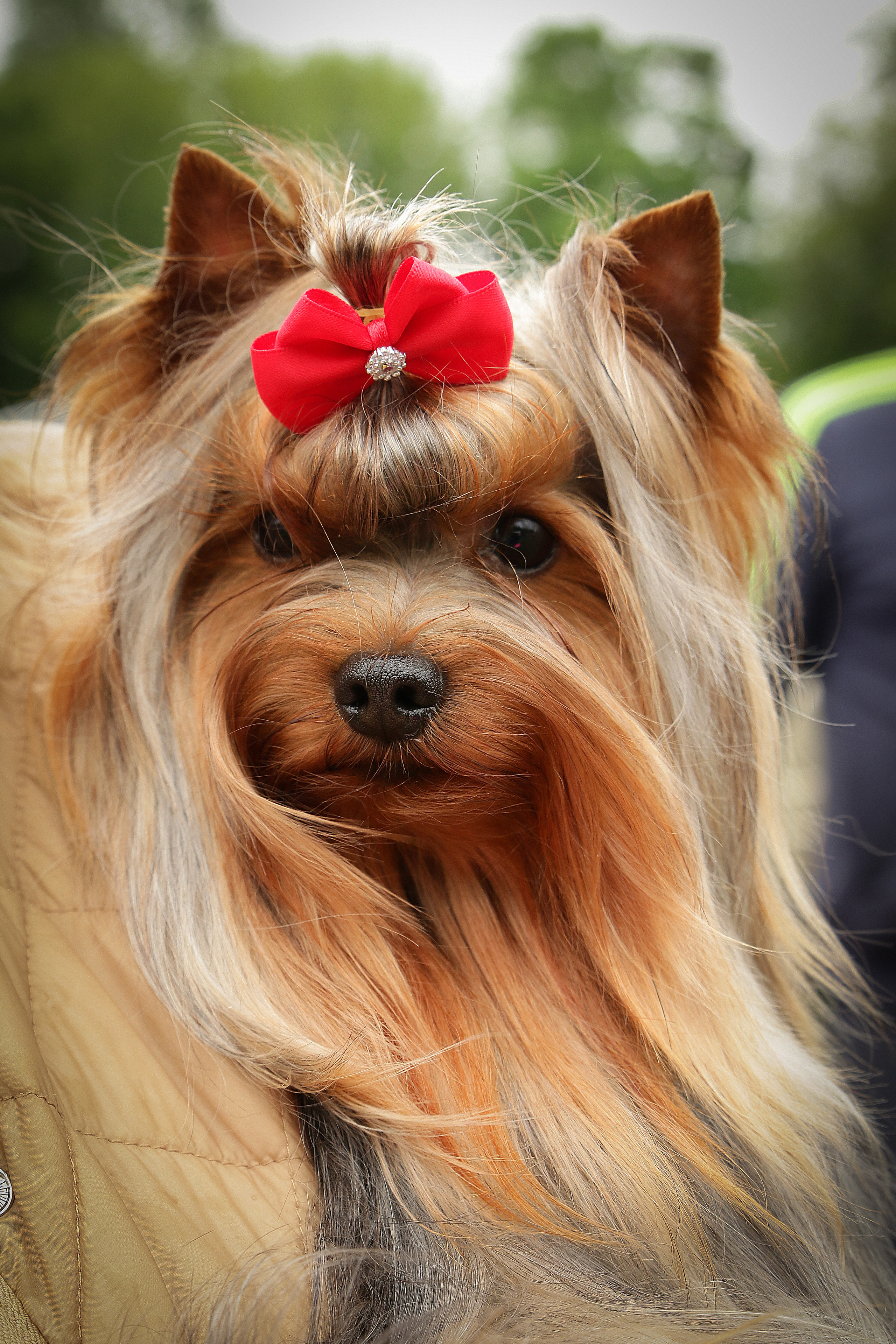 ПОРТРЕТИКИ. Борис Артамонов фотограф — анималист. Москва