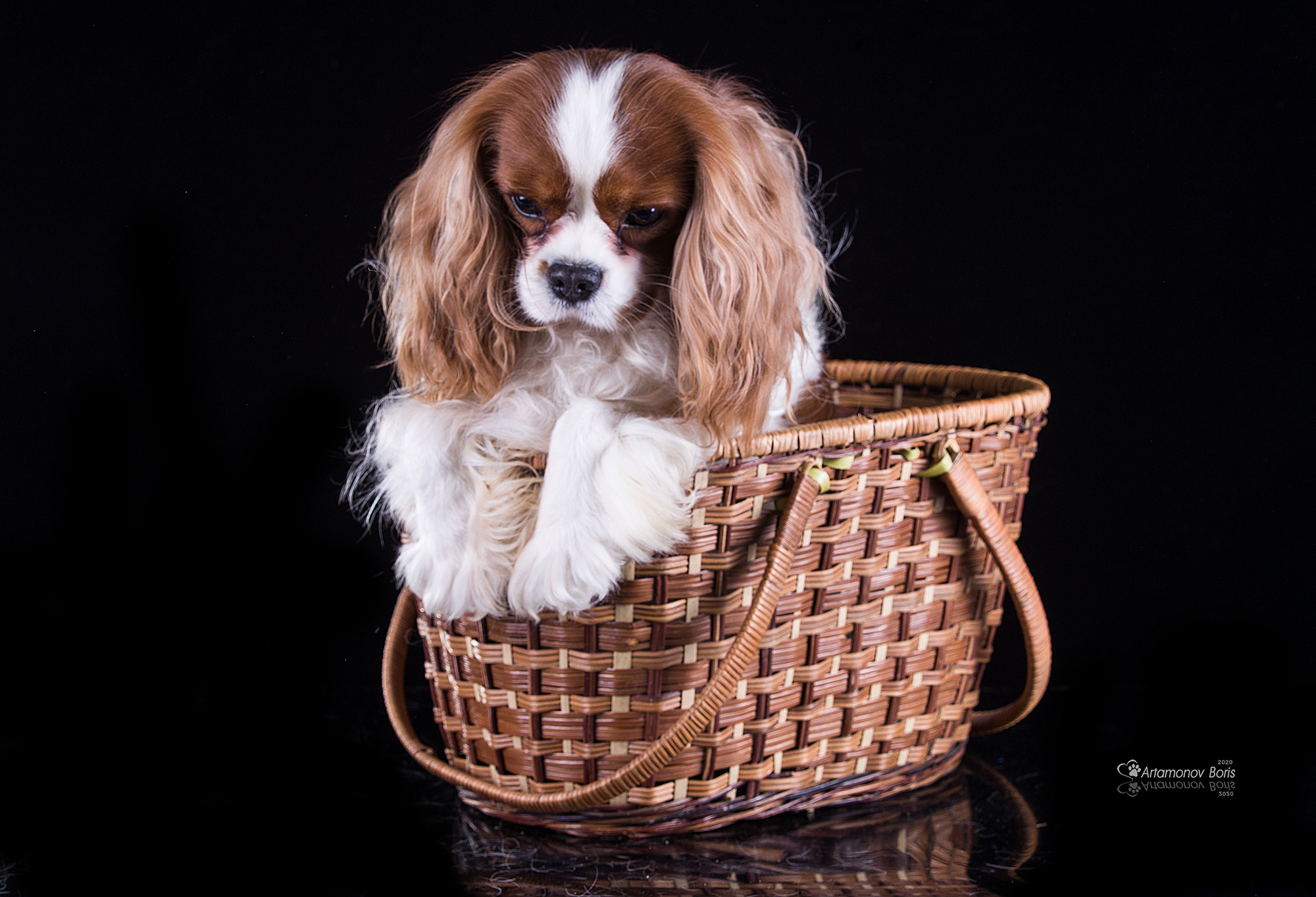 ФОТО ЩЕНКОВ. Борис Артамонов фотограф — анималист. Москва