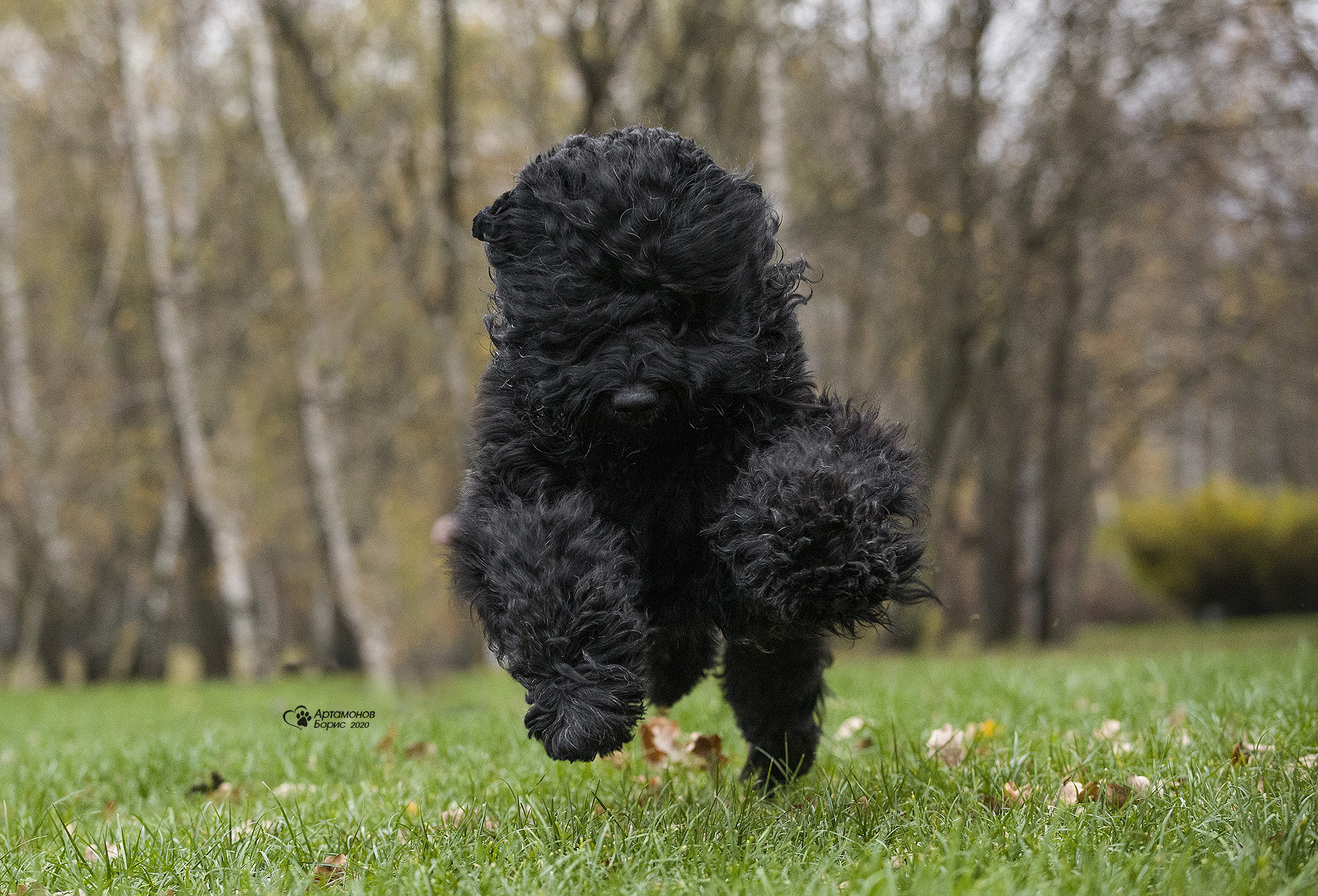 РУССКИЙ ЧЕРНЫЙ ТЕРЬЕР. Борис Артамонов фотограф — анималист. Москва