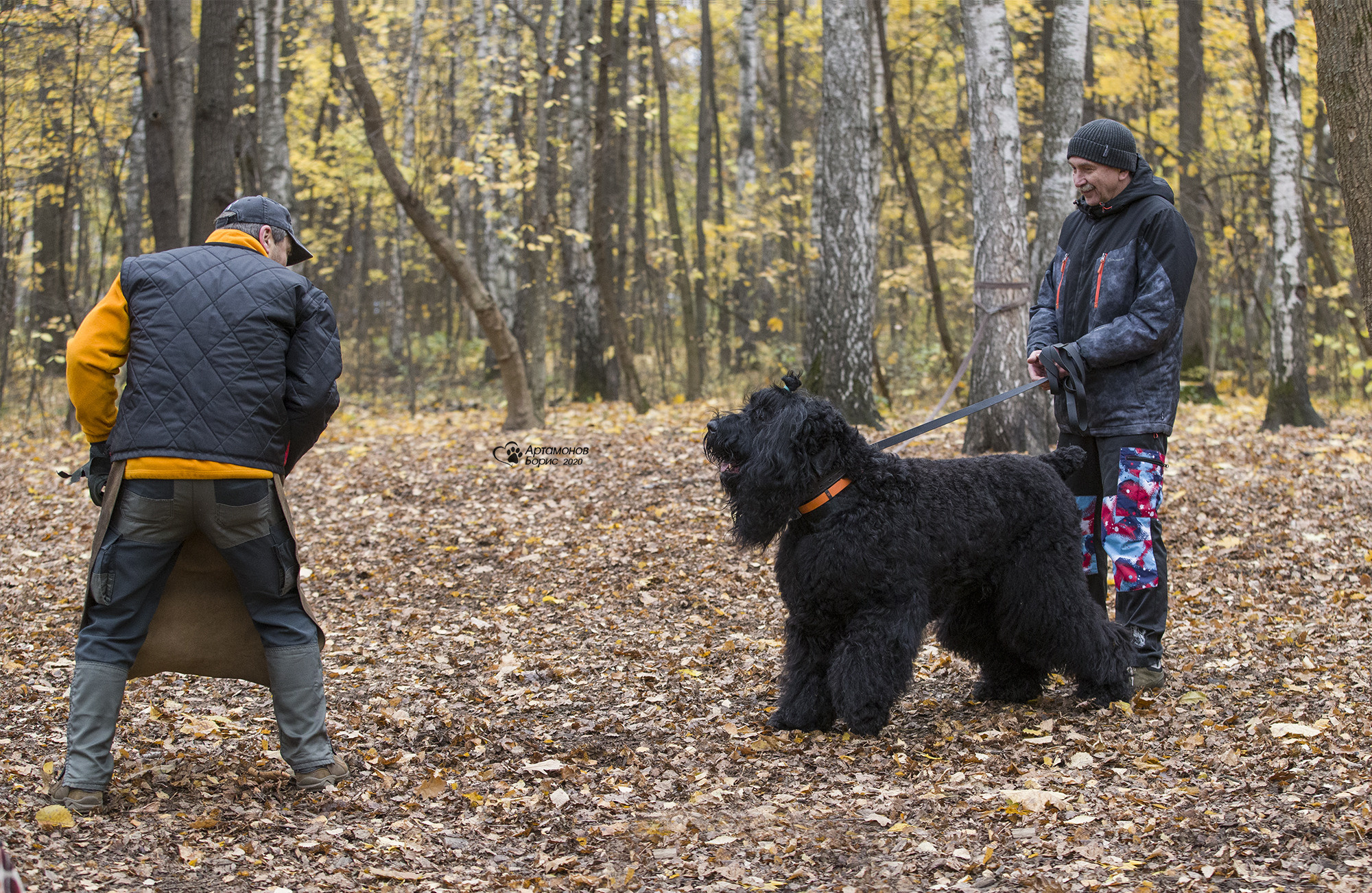 РУССКИЙ ЧЕРНЫЙ ТЕРЬЕР. Борис Артамонов фотограф — анималист. Москва