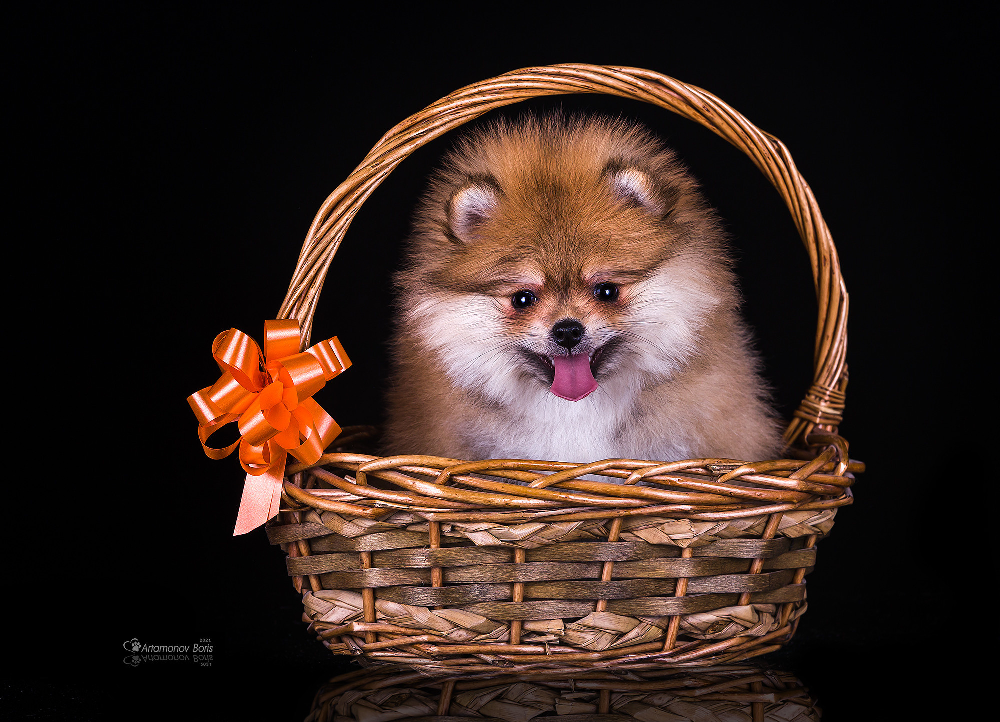ФОТО ЩЕНКОВ. Борис Артамонов фотограф — анималист. Москва